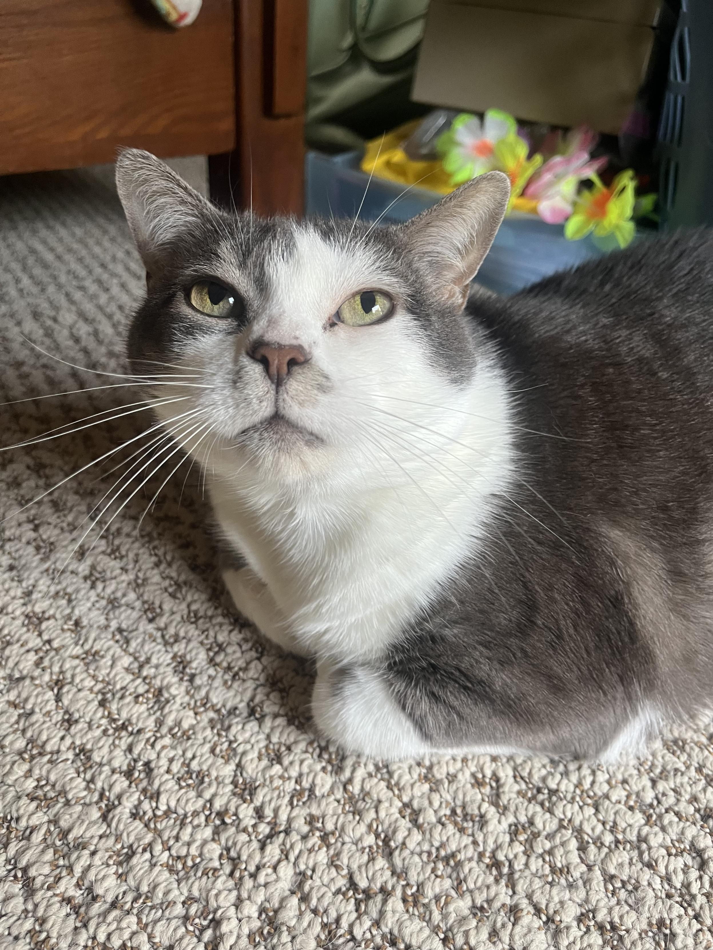 Close up of a grey and white cat, loafing on a carpeted floor. She is captured looking slightly upwards at the photographer with a somewhat bored expression.