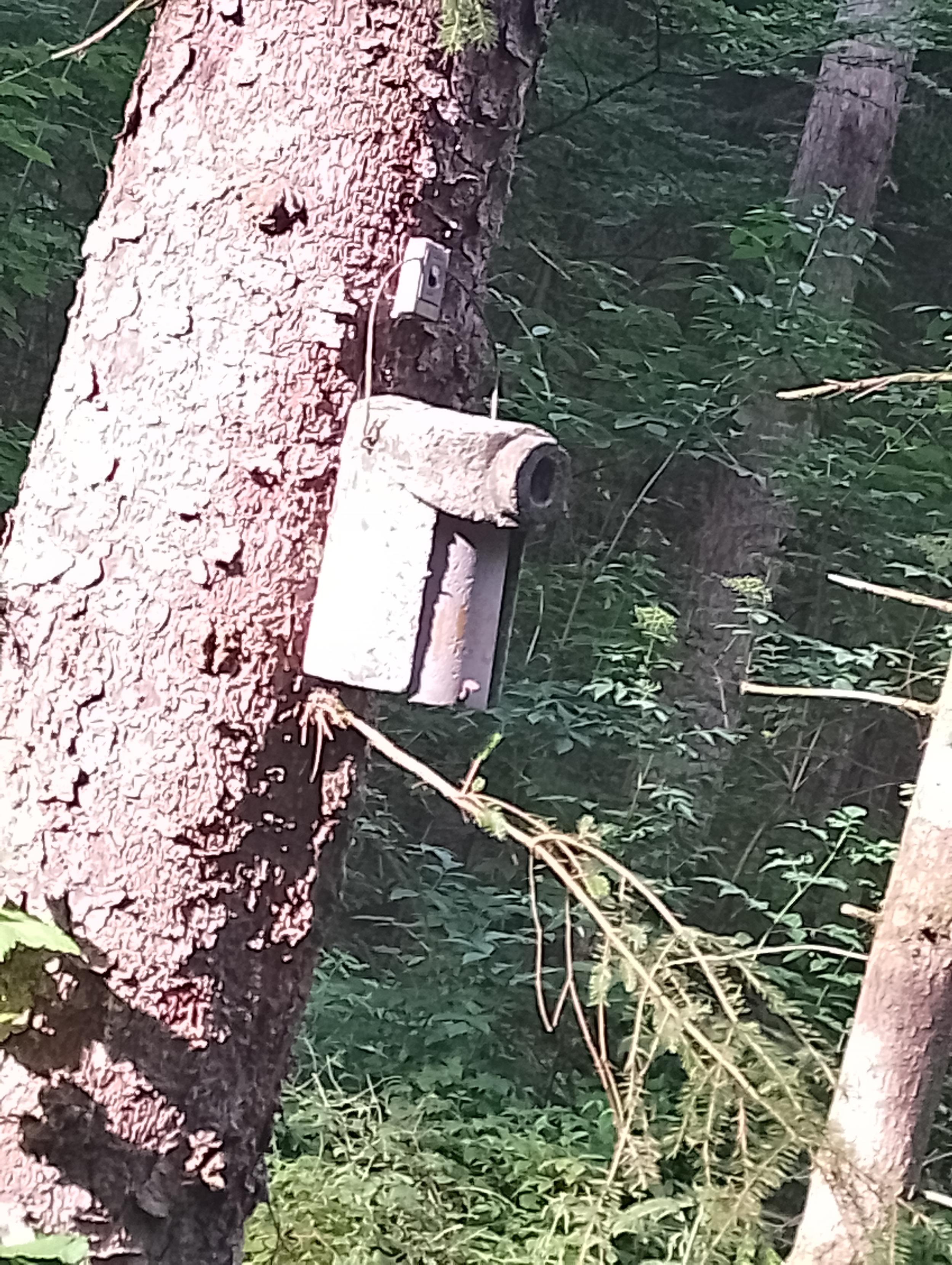 Vogelkasten im Wald in der Sonne, sieht bisschen wie Beton aus
