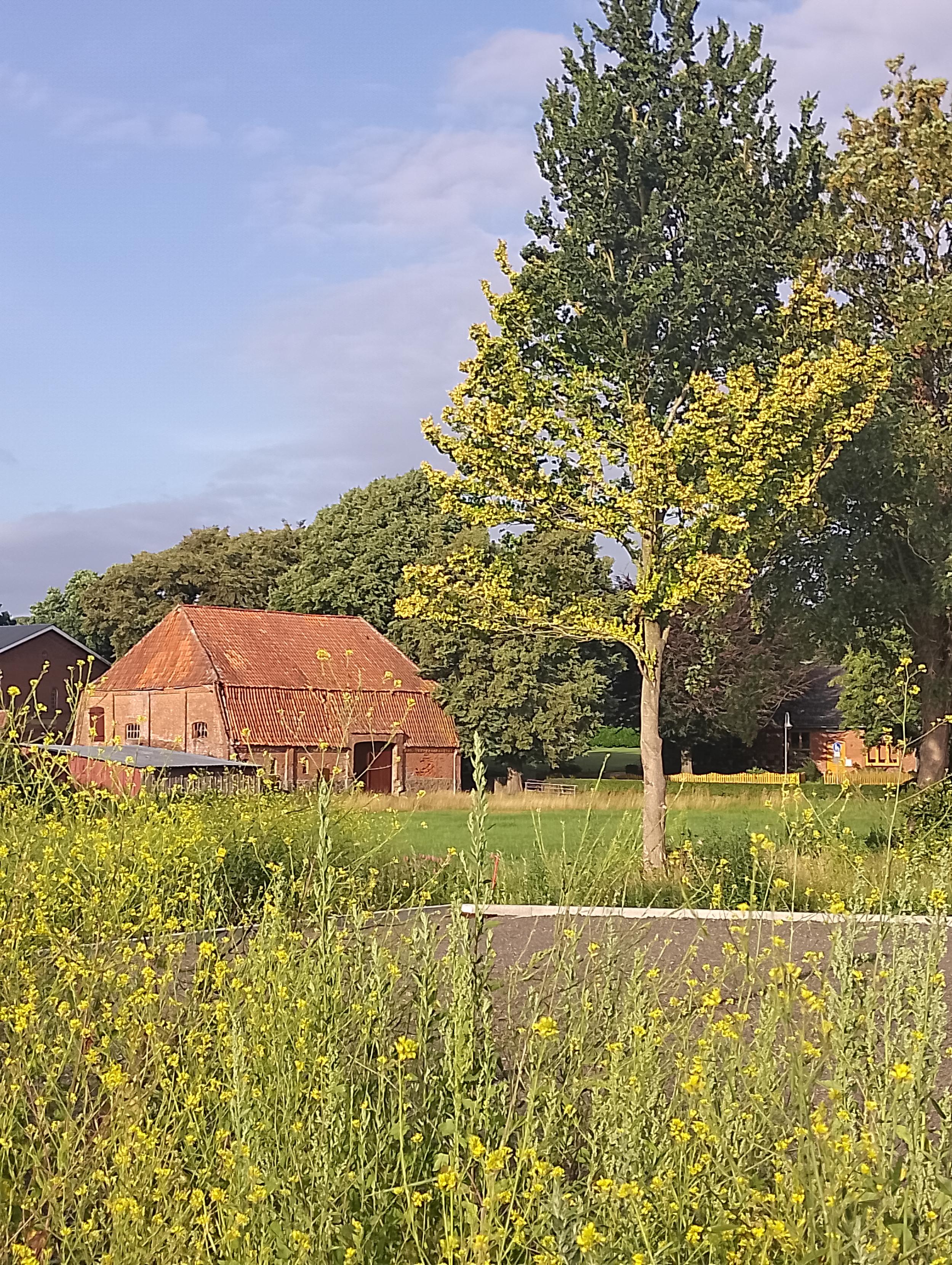 Rotes Bauernhaus in bargstedt gelb gefärbte Bäume und Blumen