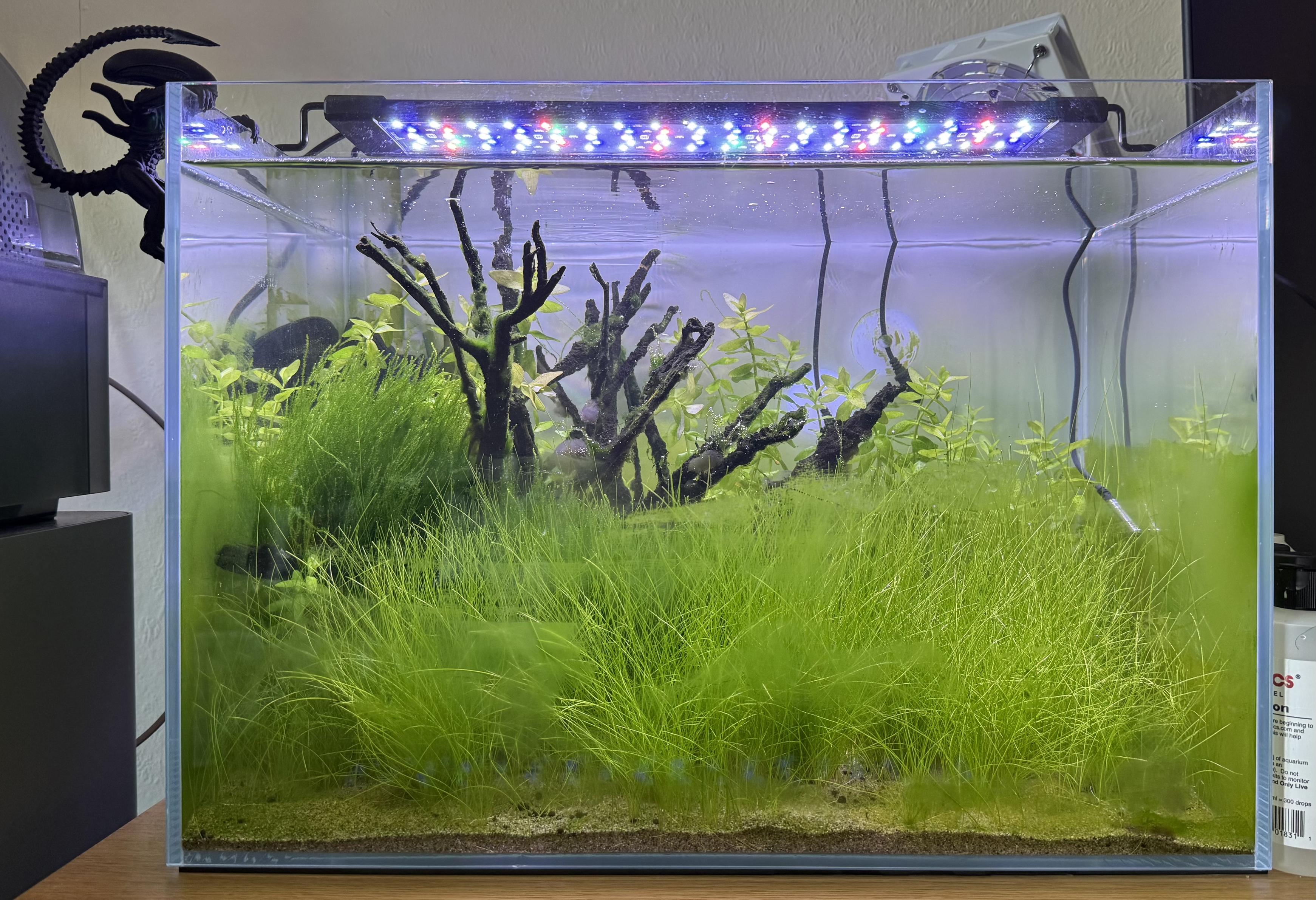 The same aquarium from previous toots. The dwarf hairgrass at the front has filled out really well into a thick carpet, I trimmed it to about half height before today’s water change. There is dark spiderwood behind the grass. Moss has filled in well on the soiderwood branches and Bacopa is growing at the back, I hope it fills out and grows taller. I have a new 24/7 RGB light which mimicked sunrise and sunset.