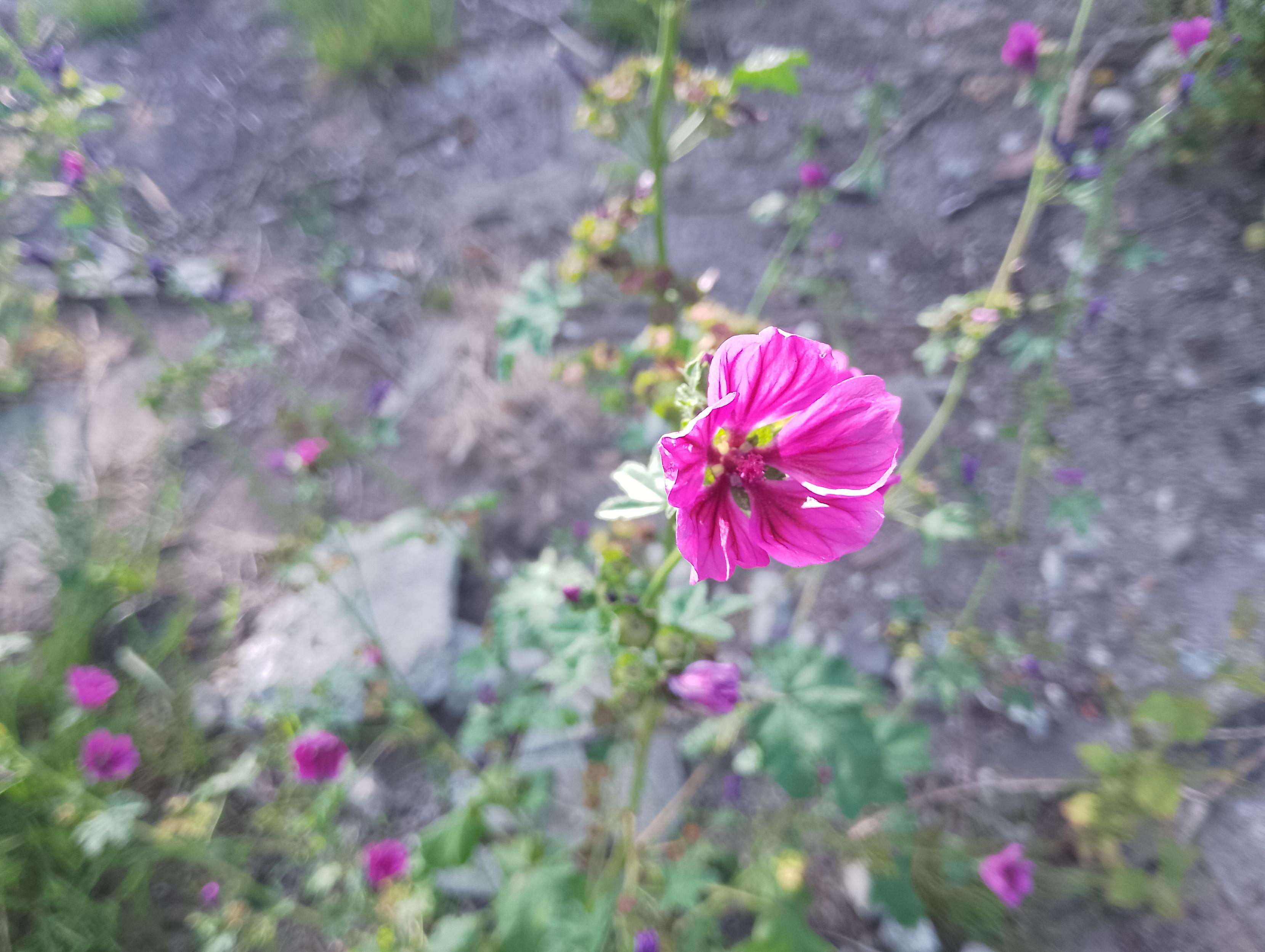 Eine tief lila pinke malve