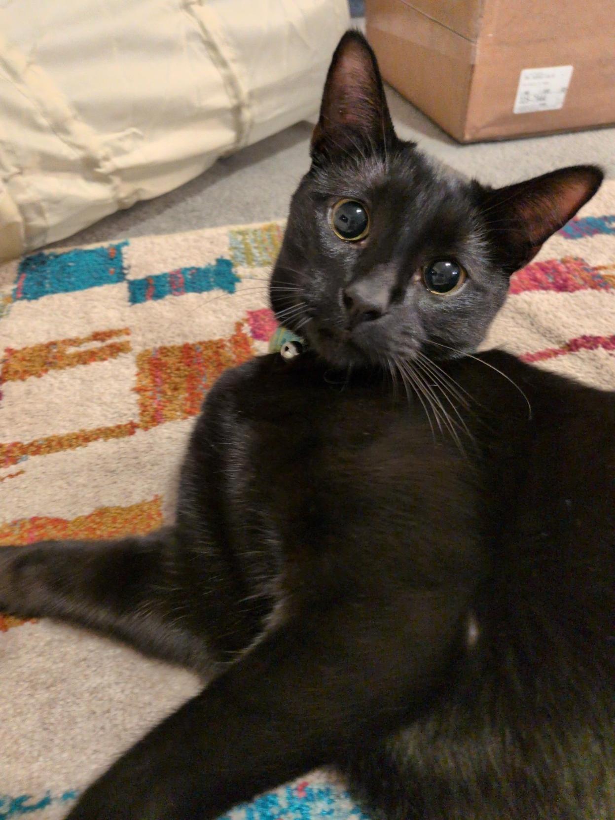 A sturdy black cat with dilated eyes like he's about to get to some boppin'.