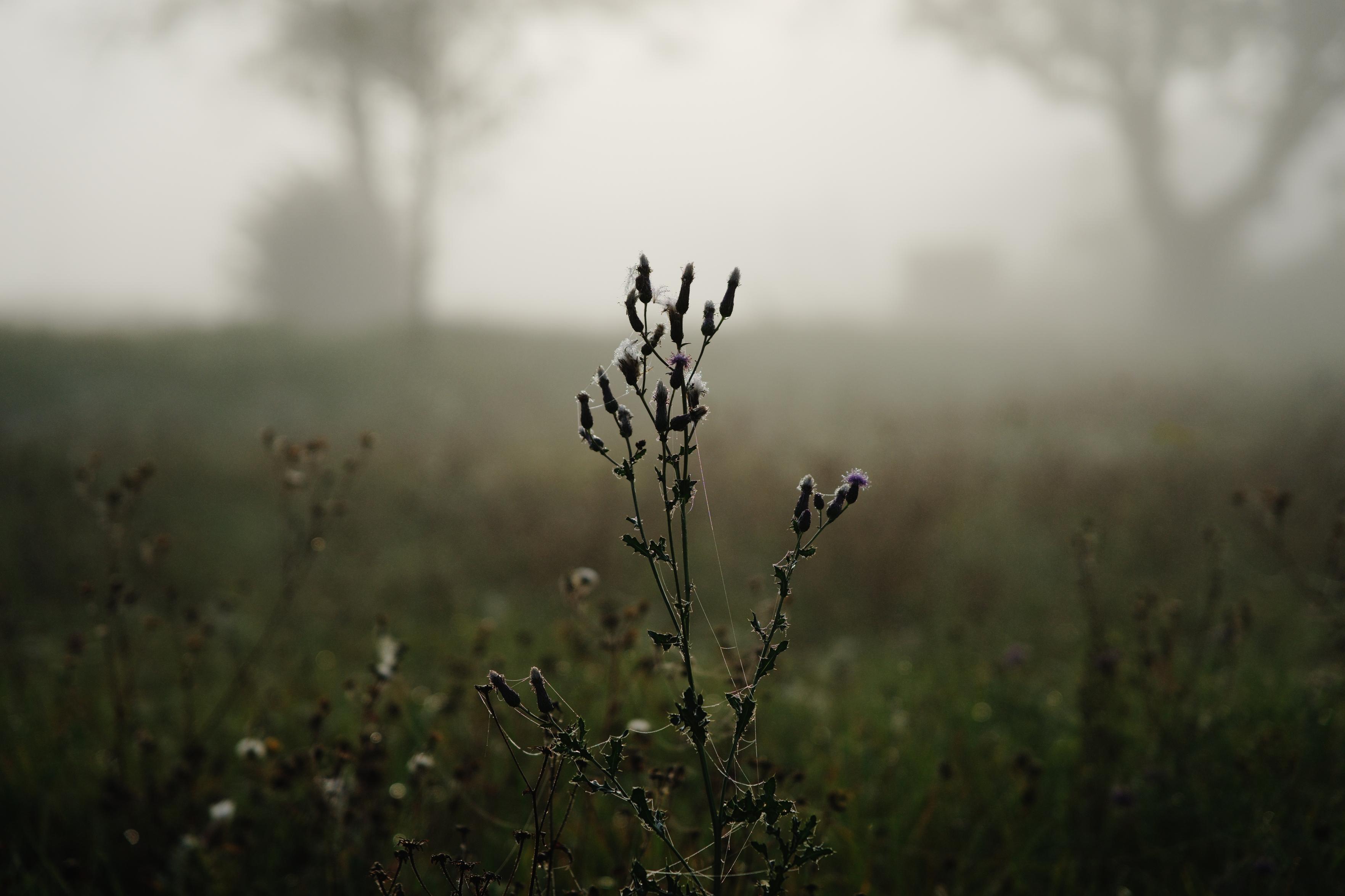 A plant covered with spiderwebs glowing in the light. A little bit of fog obscures the background.