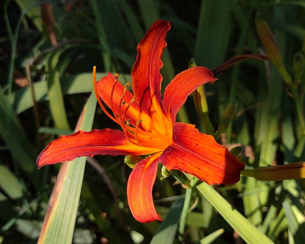 Day Lily cultivar. Six dark orange tepals with a lighter yellowish-orange towards the center. Yellowish anthers. Blurry blade like leaves in the background. Around 2-3 inches in diameter.