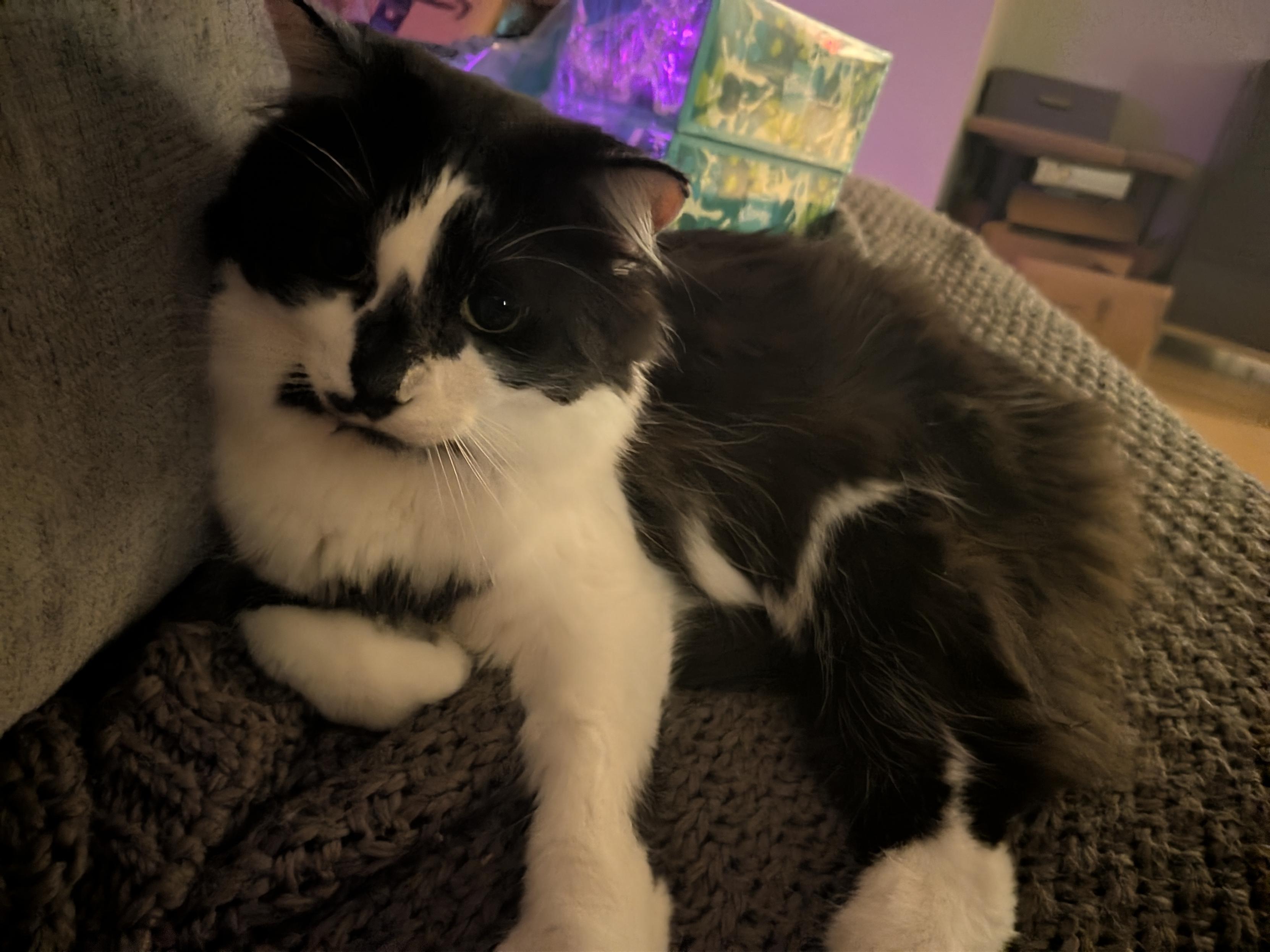 Floofy black and white cat who wants to snuggle despite having a case of the zoomies. She can't decide if she wants pets or hand snacks.