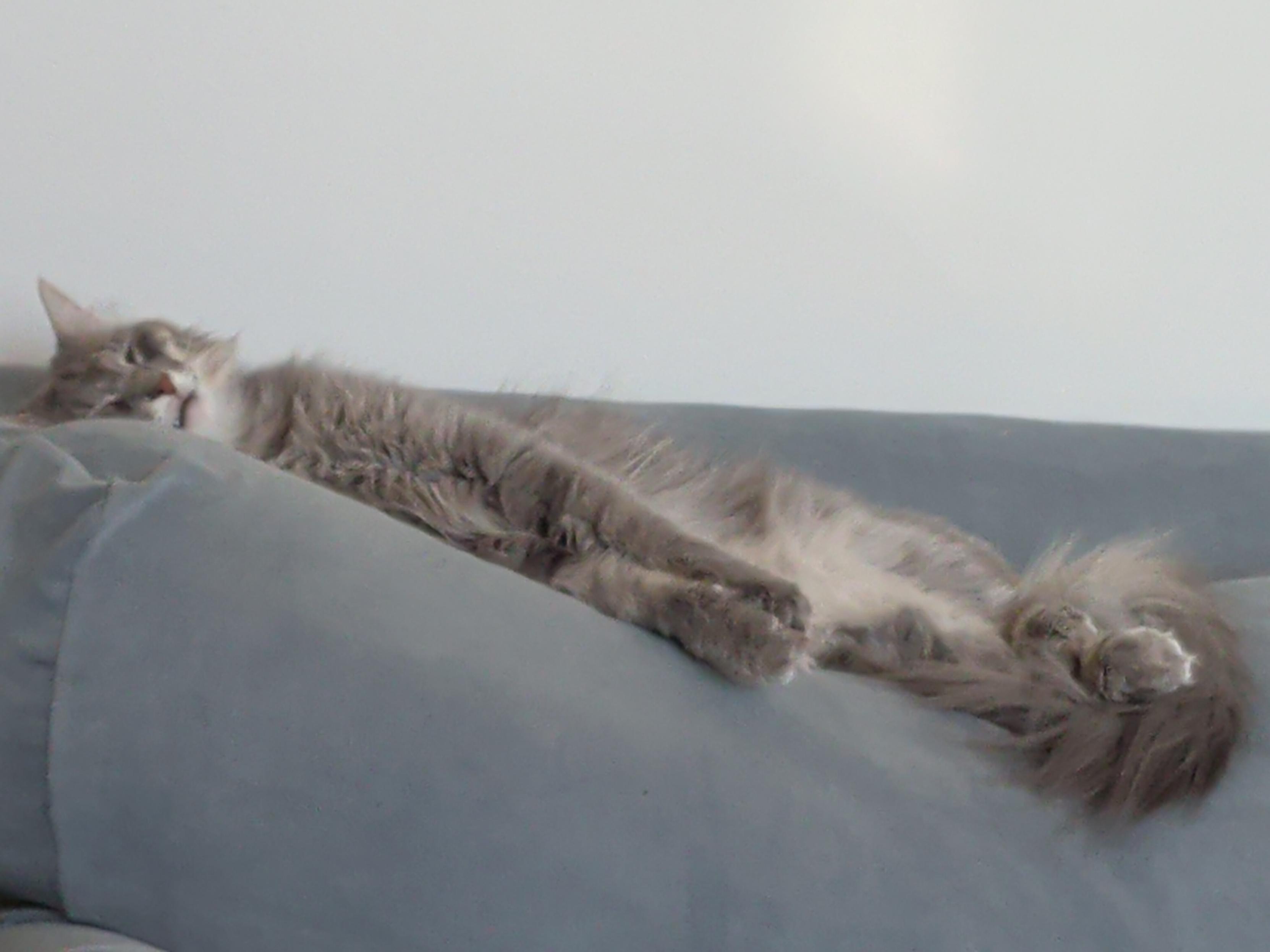 Snoozy gray tabby cat stretched along the top of her couch.