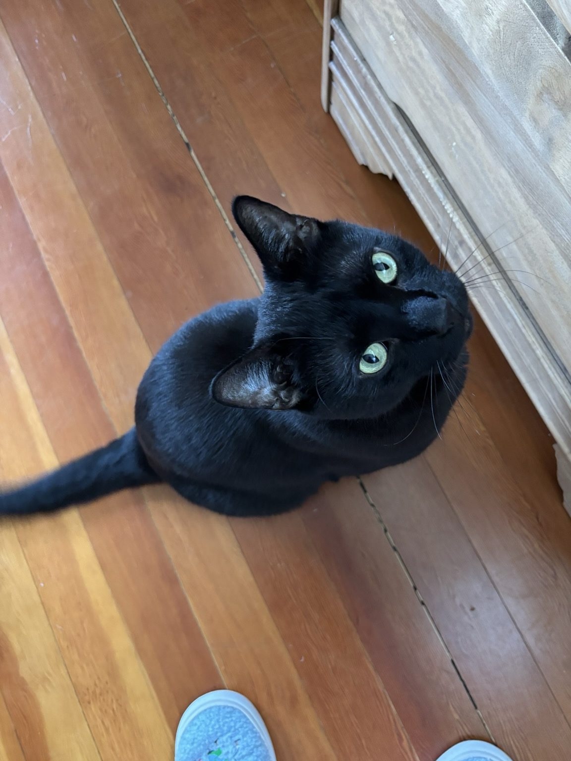 A black cat sitting nicely in front of a wood dresser. He looks patient but maybe only because he’s tired of yowling and running to the dresser trying to entice people to follow him.