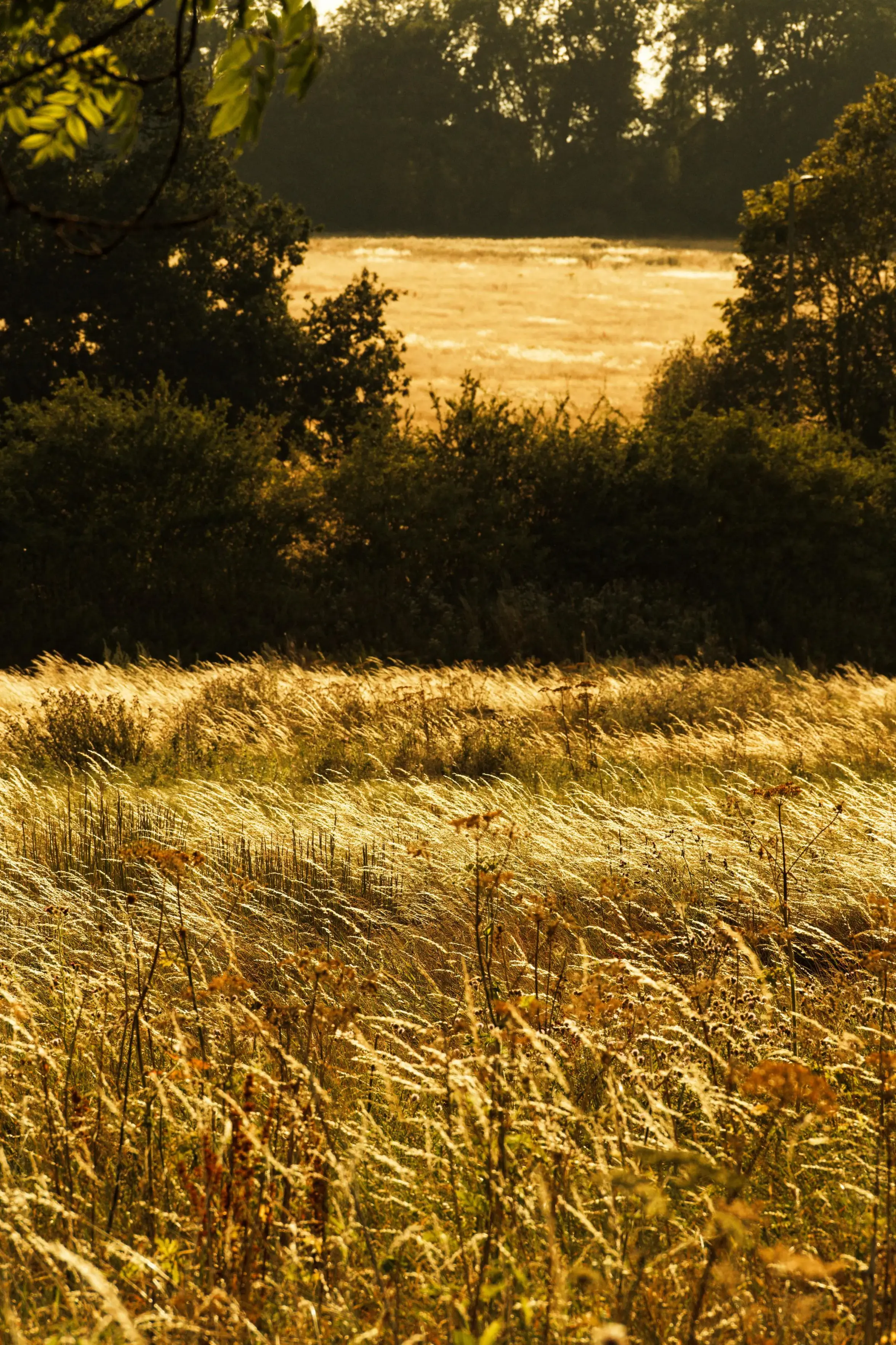 A sun-drenched, golden field of tall, wild grass swaying in the breeze. In the foreground and midground, the tops of the long grasses are brightly illuminated by warm, low sunlight, creating a shimmering, textured effect. A dark line of dense green trees and bushes cuts horizontally across the middle of the frame. Behind this tree line, another open field glows in the soft background light under a hazy sky. The overall color palette is warm, dominated by shades of amber, gold, and deep forest green.