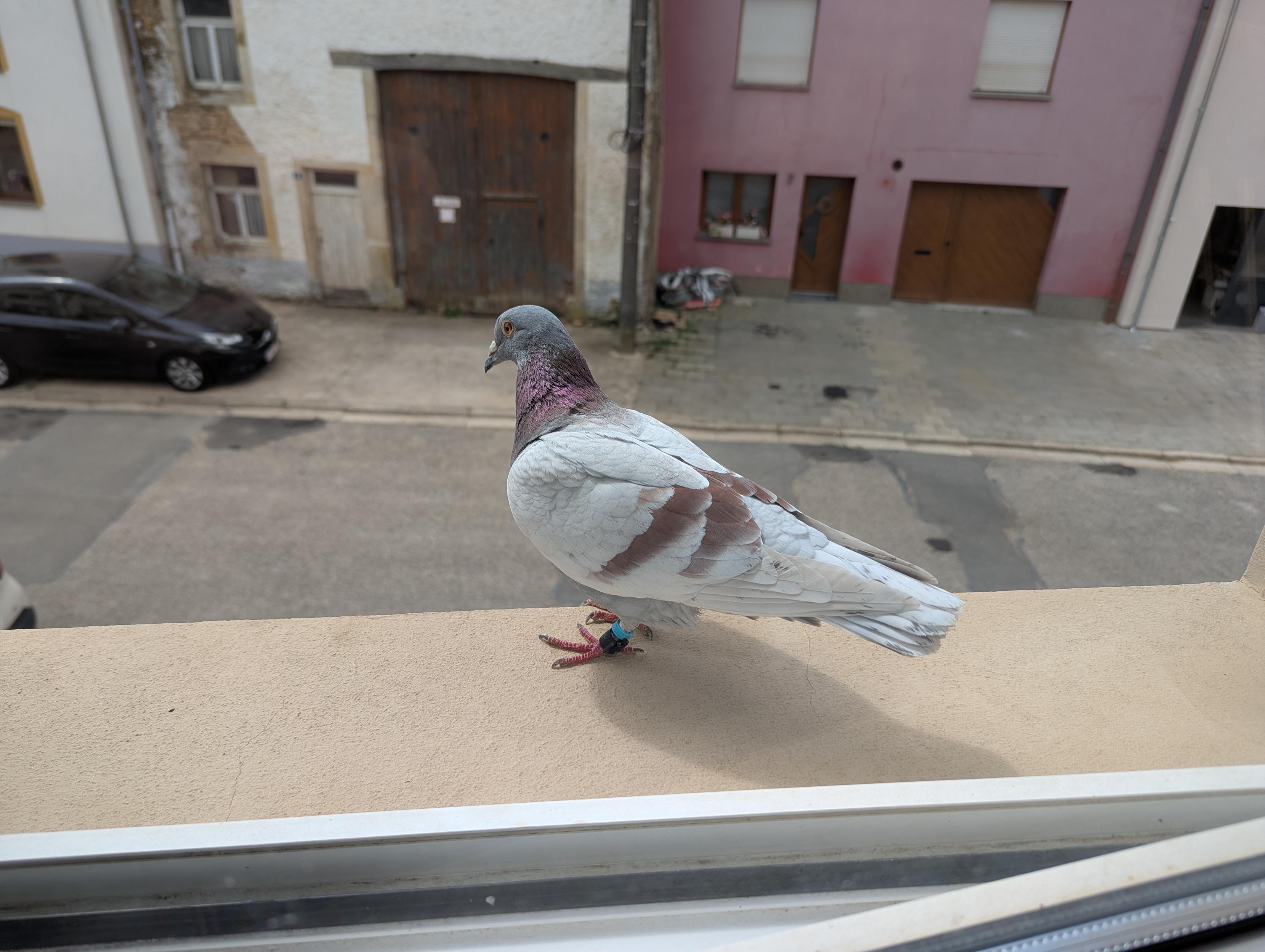 A very beautiful white pigeon, with two brown streaks on his body, an iridescent collar, a grey head, and piercing orange eyes. It just stands on my window sill.