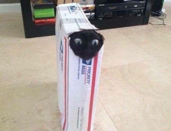 Photo of a black cat peaking out of a hole from the corner of a narrow USPS priority mail postage box that is standing on its side.