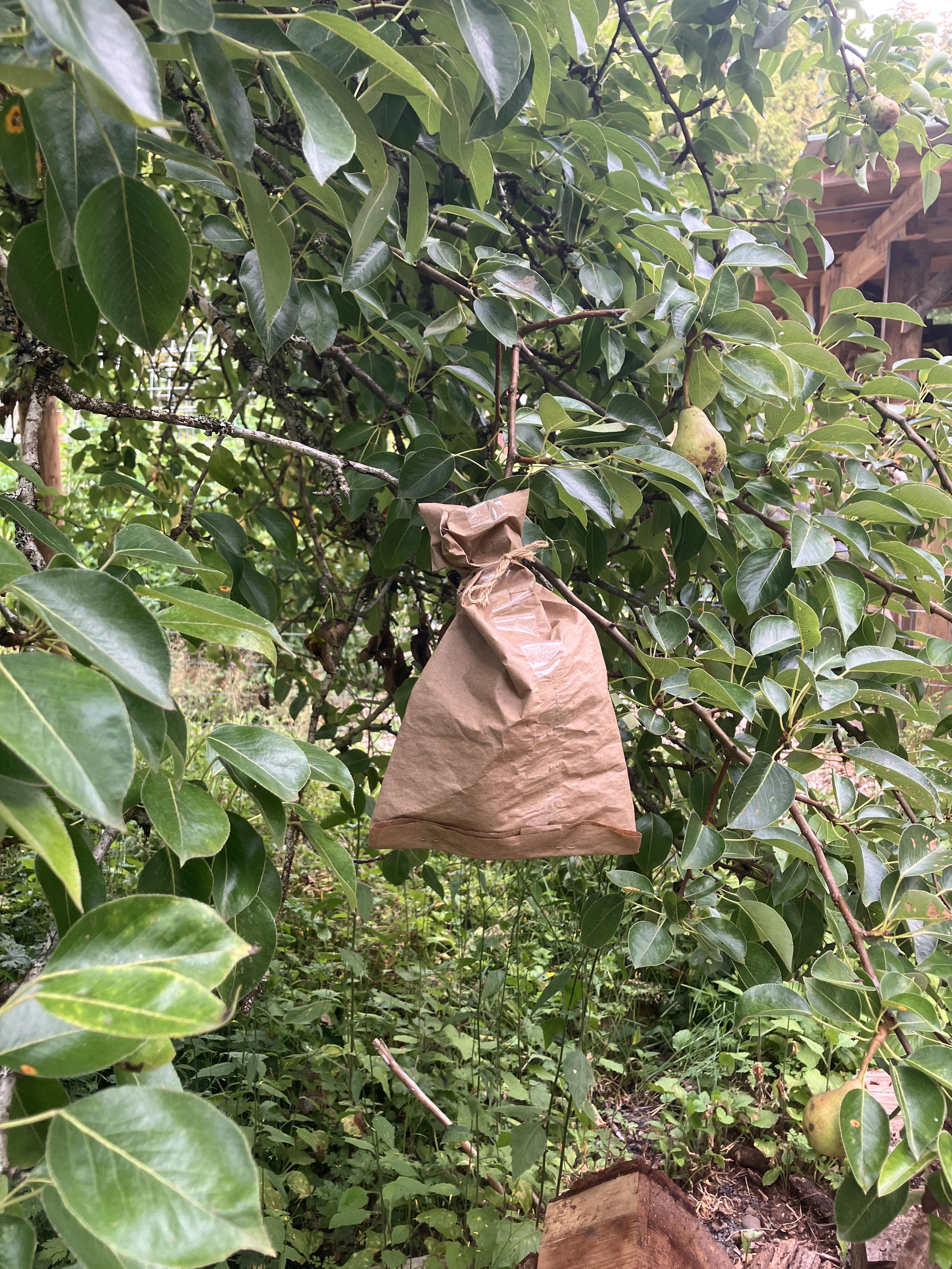 Brown paper sack over the end of a green leafy branch. Small pear in a nearby branch.
