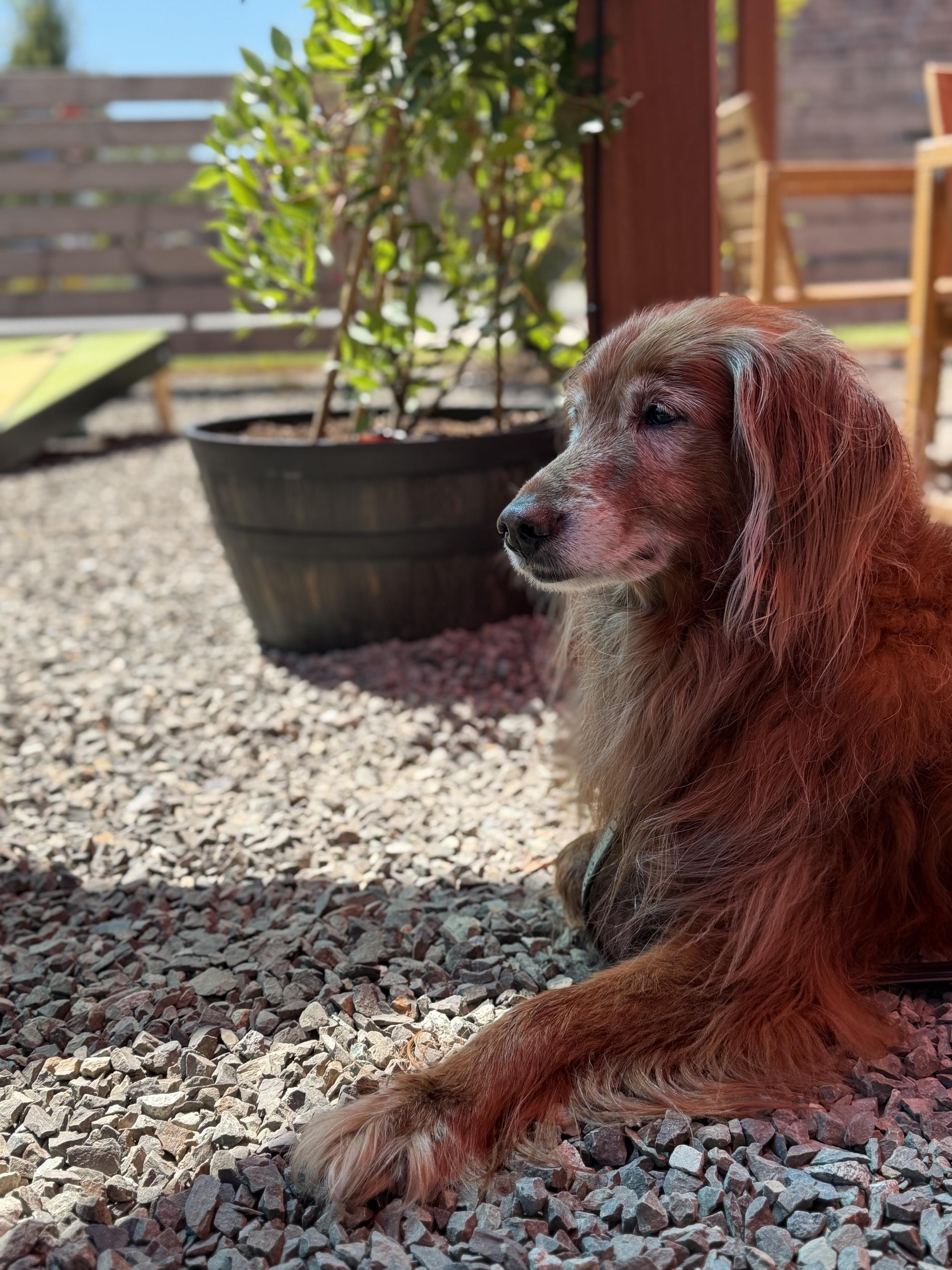 A senior white faced golden-cocker-spaniel dog laying on some gravel under sun shades, looking regal. Behind her is a small garden container of green beans growing up a pillar and angular shade laying triangles on the ground.
