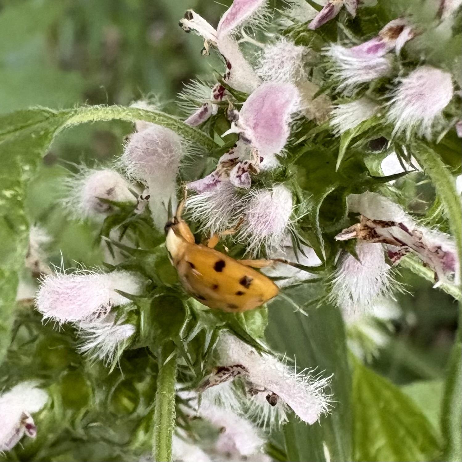 tiny orange bug with tiny flowers