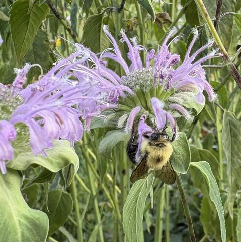 bee on wild bergamot