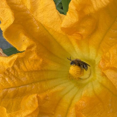 bee in a squash flower