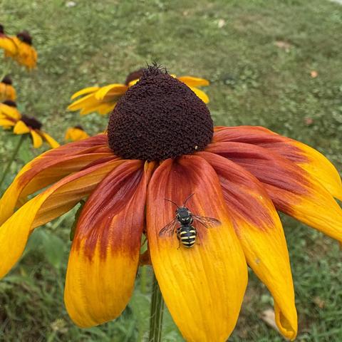 bee on a coneflower
