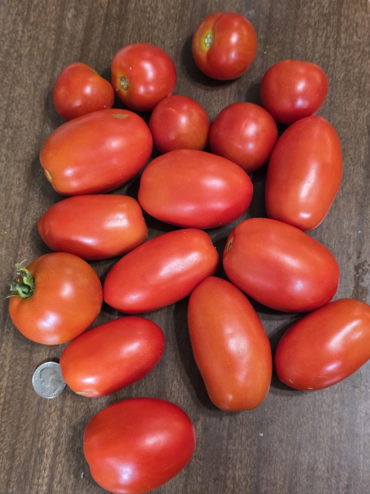 17 tomatoes, of varying medium size varieties (roma, slicer, etc)