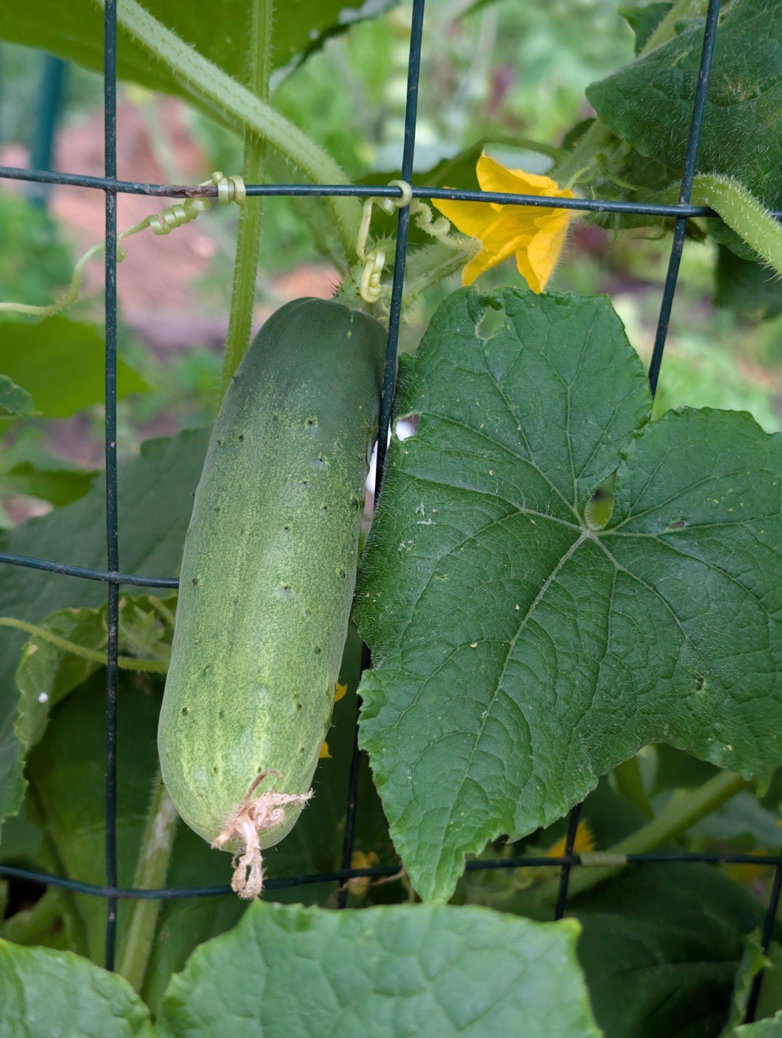 A happy little cucumber hanging out on a trellis. Too small to harvest just yet