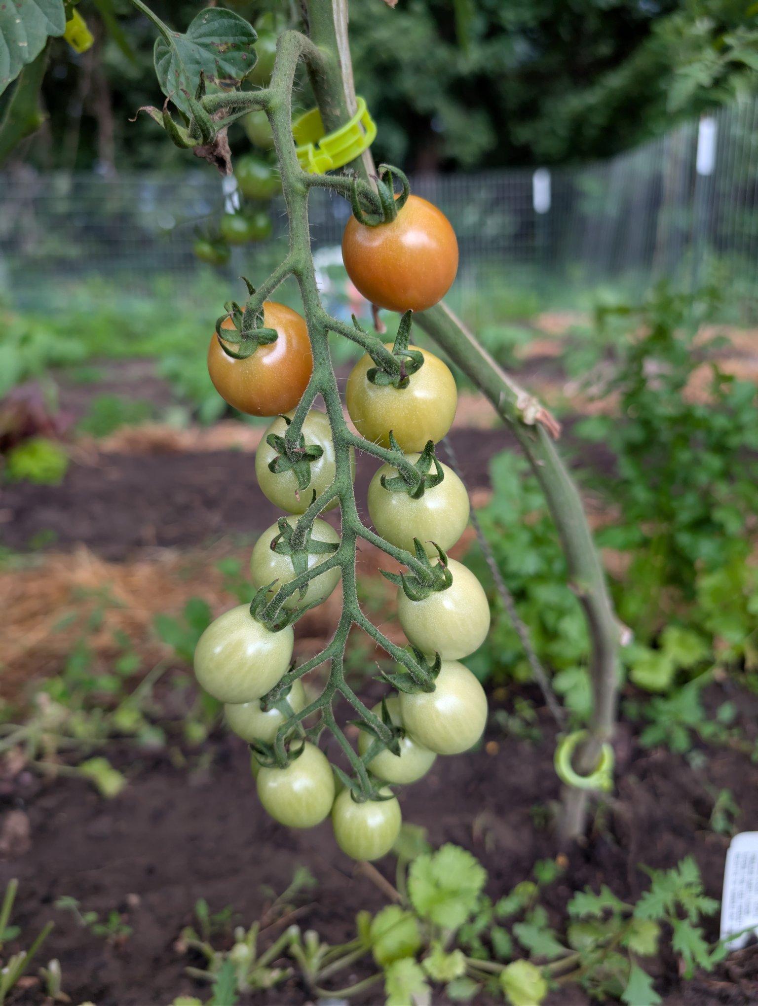 Ripening cherry tomatoes on a vine. The top are just starting to become a light green/orange while the bottom all remain light green. The size gets smaller the further down it goes