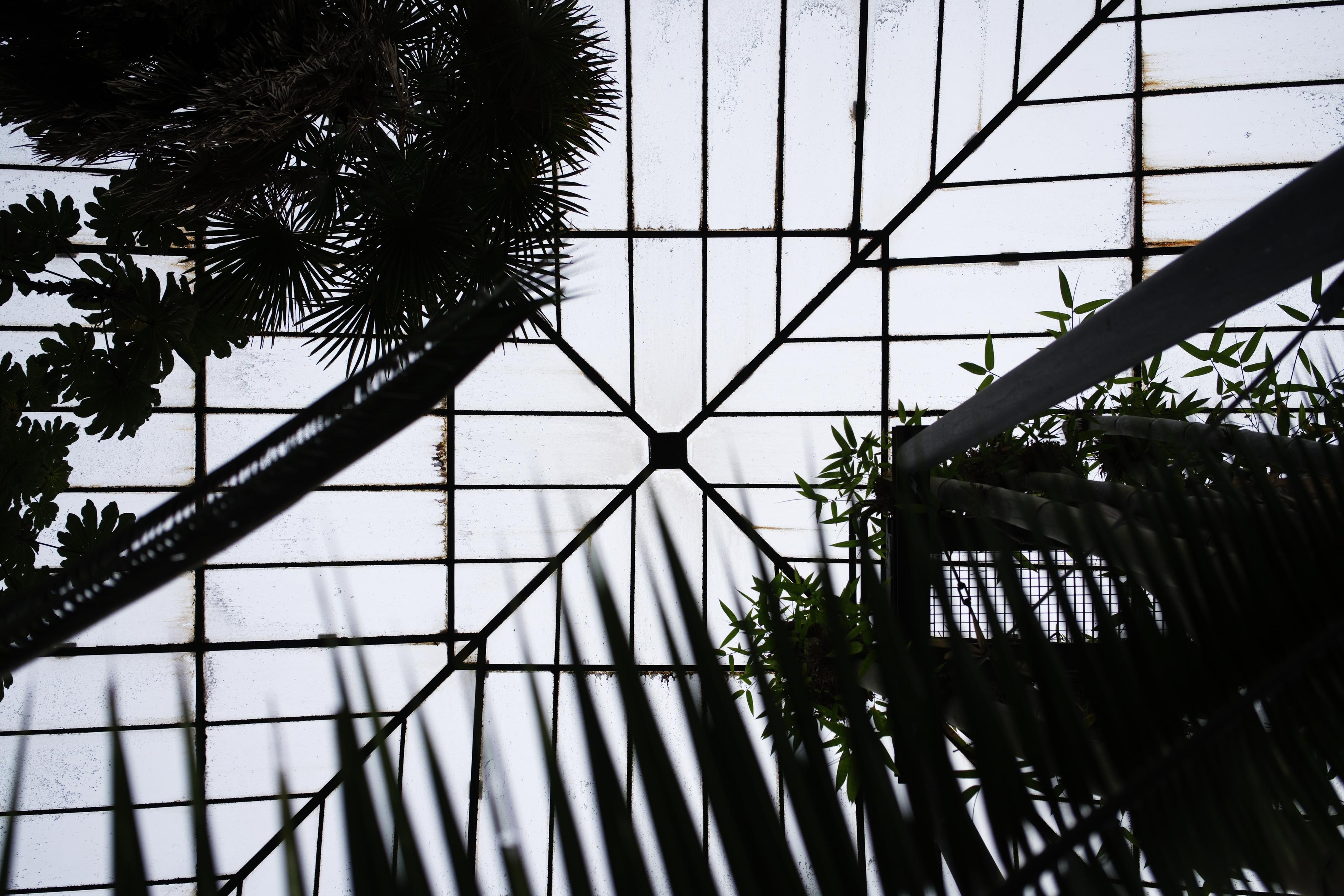 A photograph of the roof of a greenhouse from the inside straight up, the glass panels and structures forming a geometric, diagonal pattern. Plants protrude into the frame from all sides.