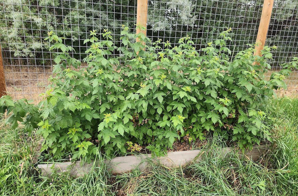 A low raised bed contains a very large cluster of raspberry canes - or rather, it doesn't contain them, as shown by evidence of digging in the foreground. In the background is a wire fence and bushy blue-green trees.