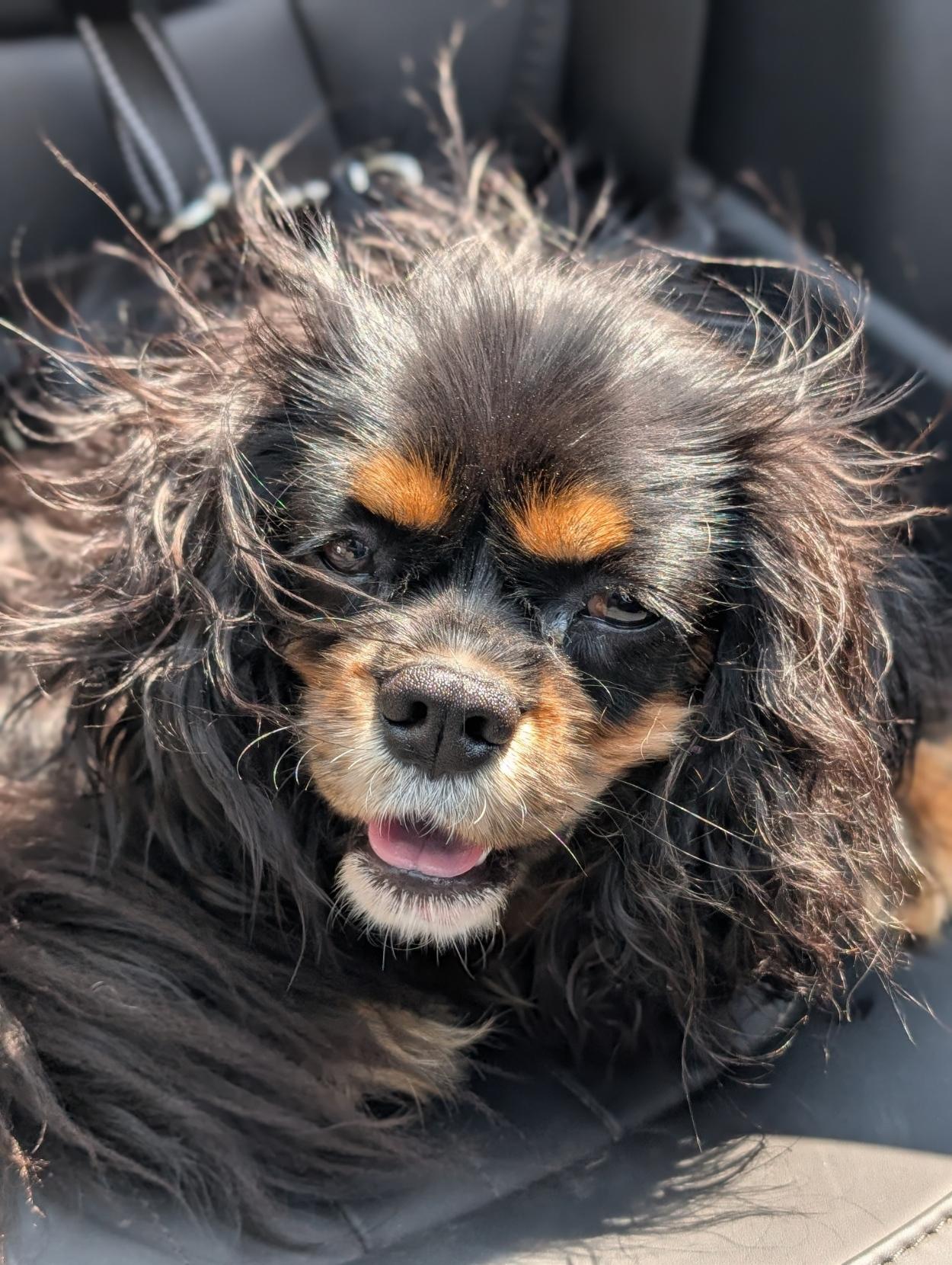 A black and tan Cavalier King Charles spaniel in the back seat of a convertible with its fur poofed out from the wind.