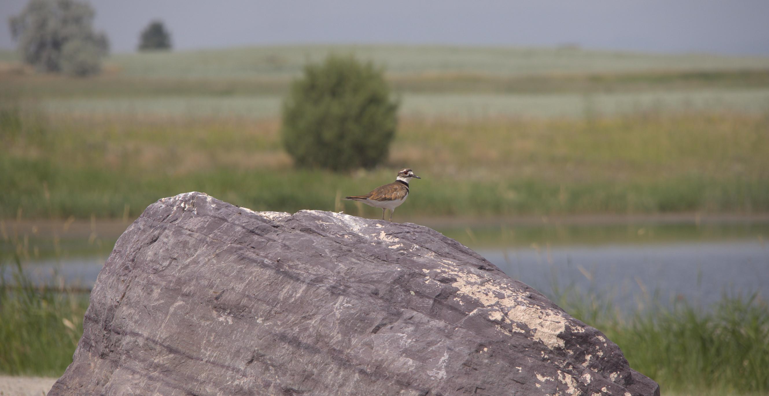 A brown bird sitting on a purple rock in front of a marsh.