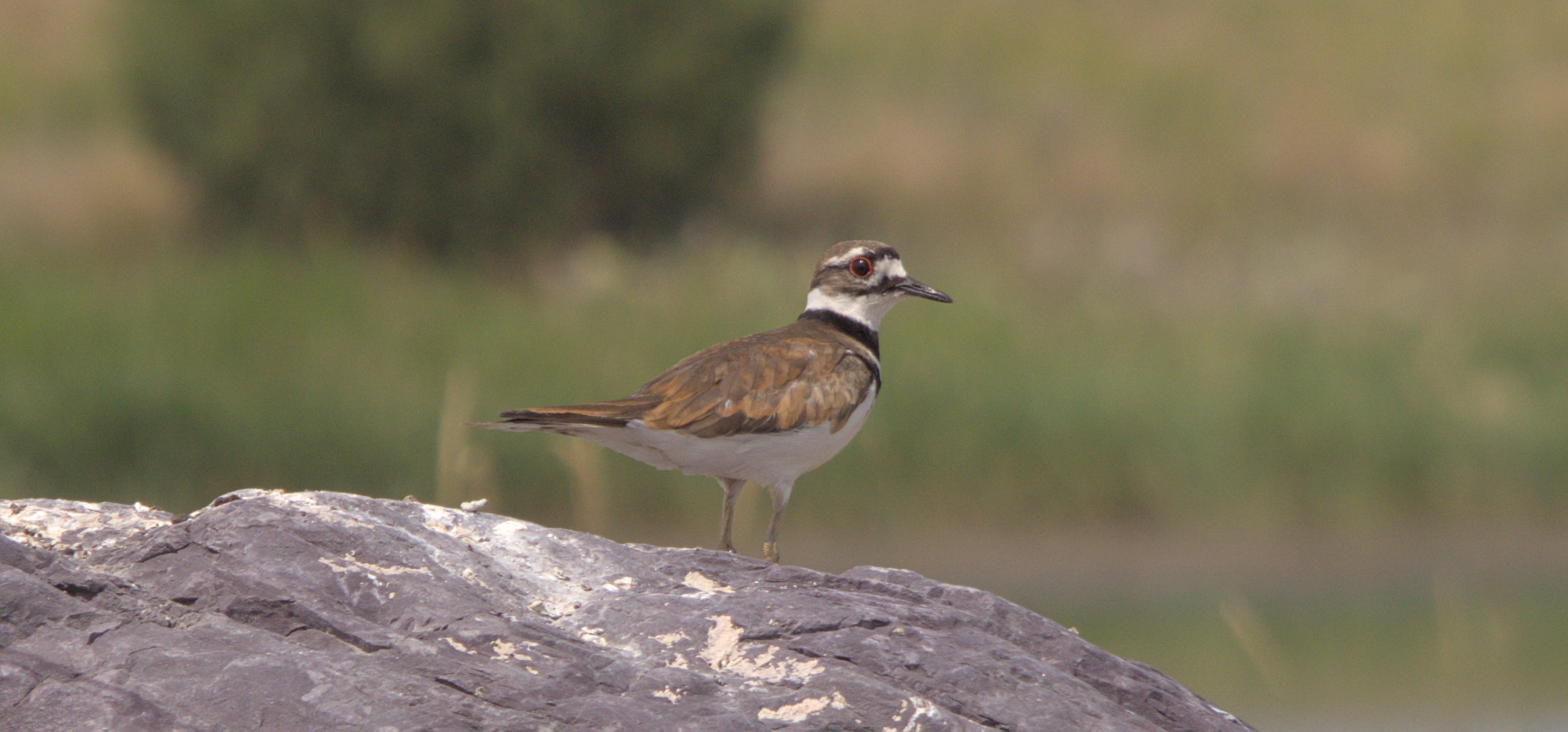A cropped in version of the same photo, showing the bird looking at the camera.