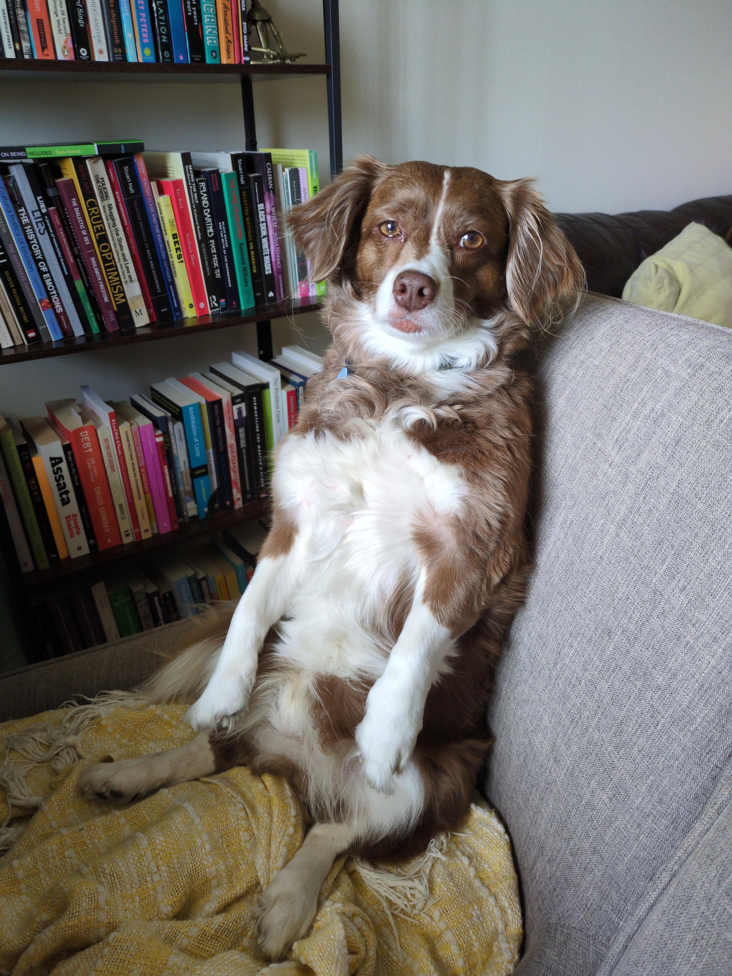 A small brown and white dog with floppy ears sitting up vertically in a chair like a human, looking at the camera (i.e., me) with boredom and mild disdain