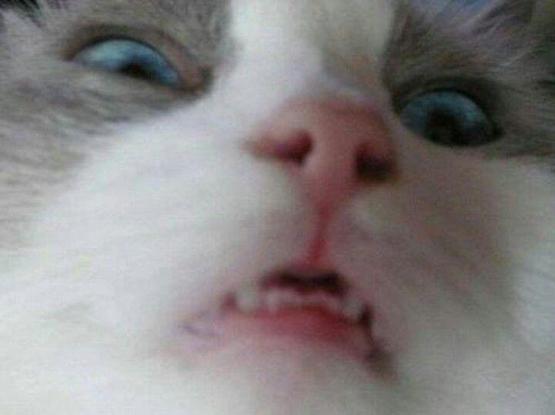 Extreme close-up photo of a cat with its mouth slightly open an with an aghast look on its face.