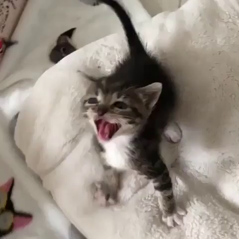 Video with a hungry kitten mewing at the camera while is kneads the blanket some in excitement for food.