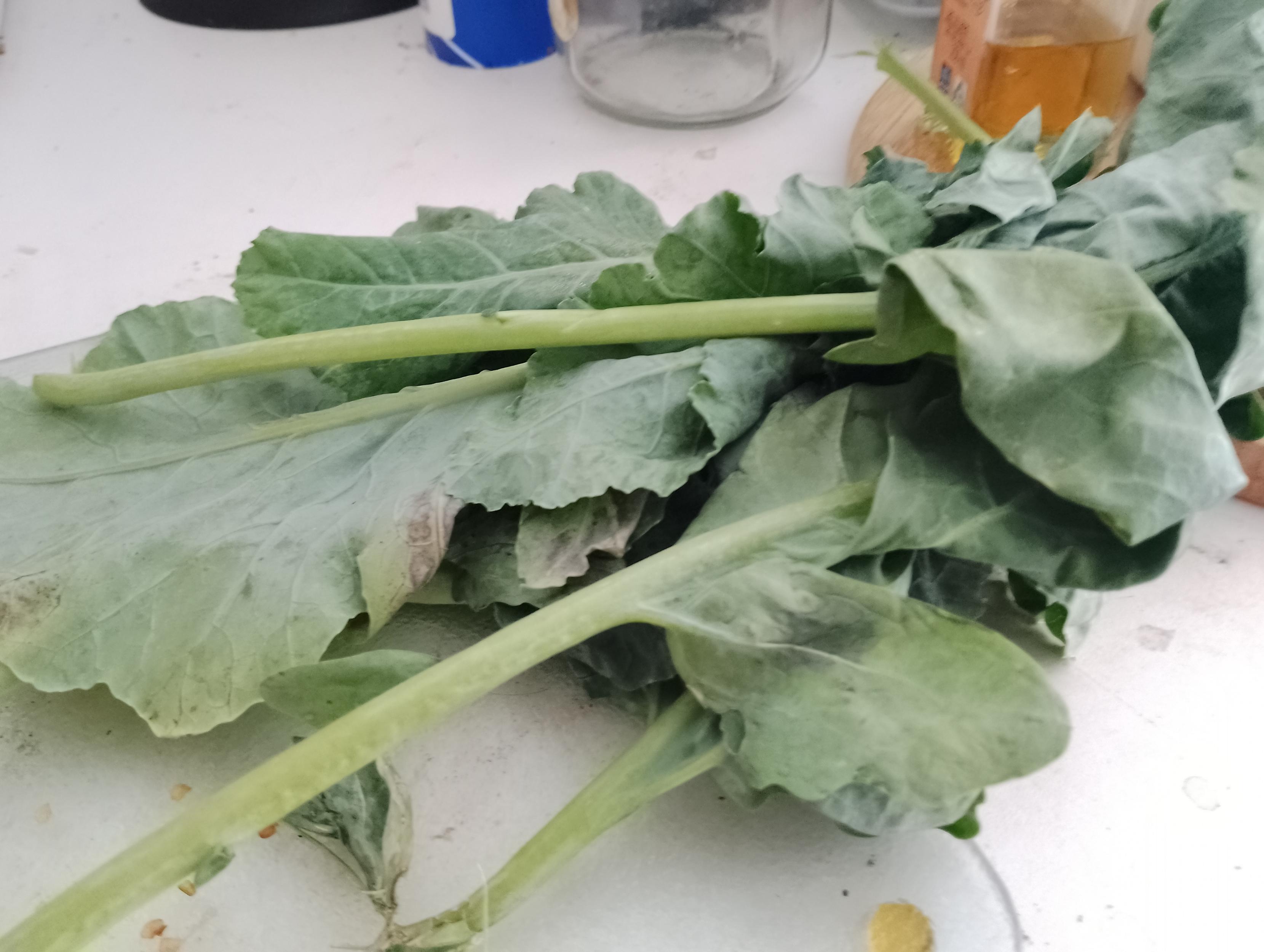 Kohlrabi Blätter auf einer Arbeitsplatte