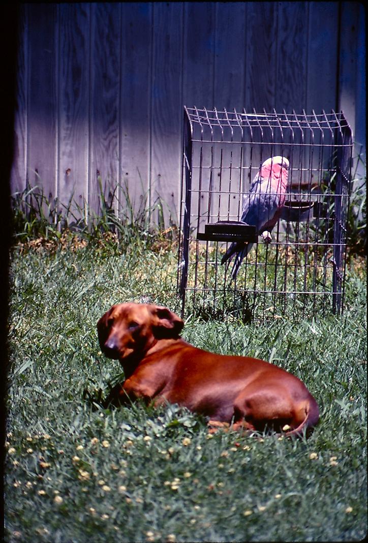 Dog and galah in sun.