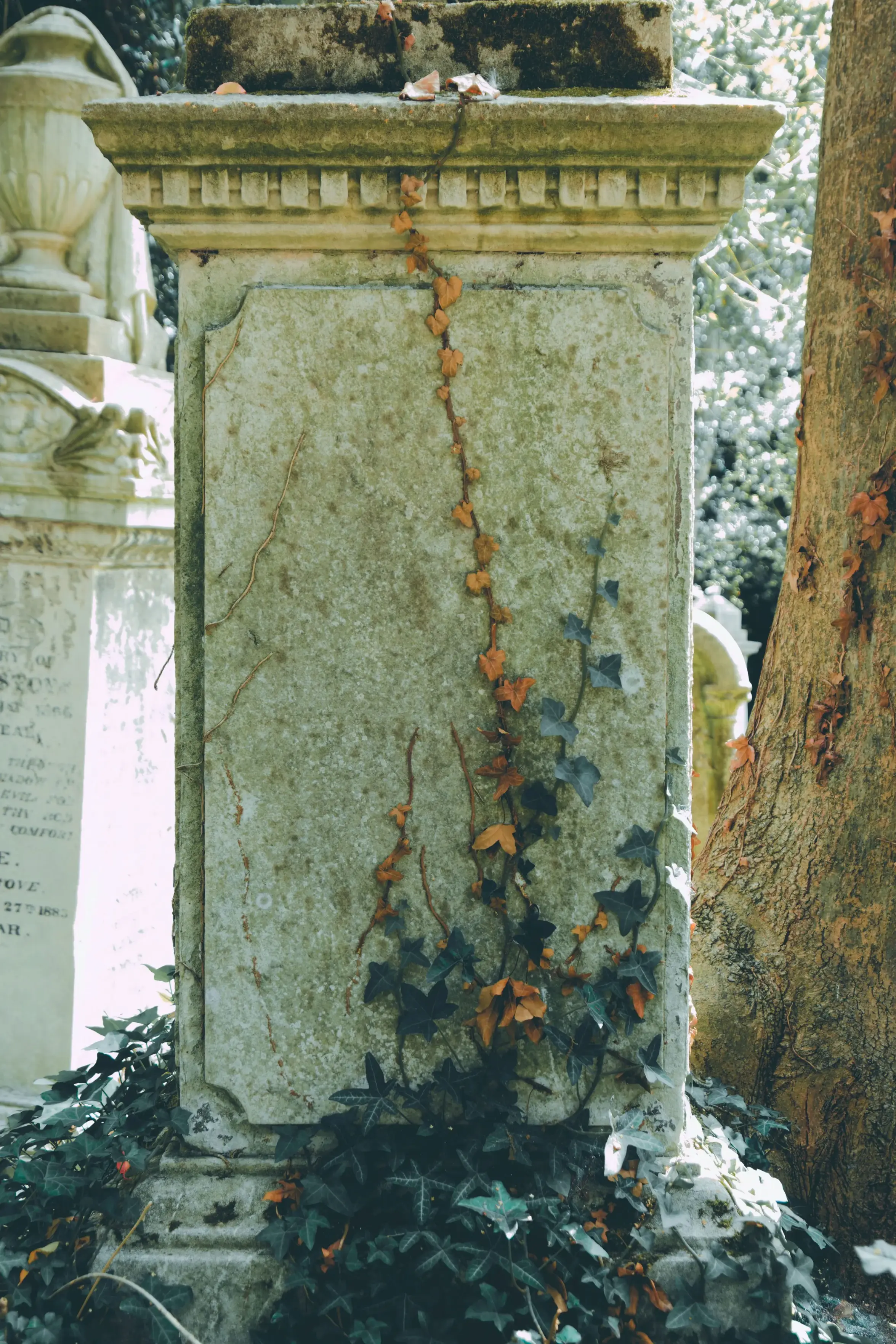 A weathered, moss-covered stone monument pedestal stands surrounded by lush green and brown ivy, with vines climbing up its faded face beside a tree trunk in a dappled cemetery setting.