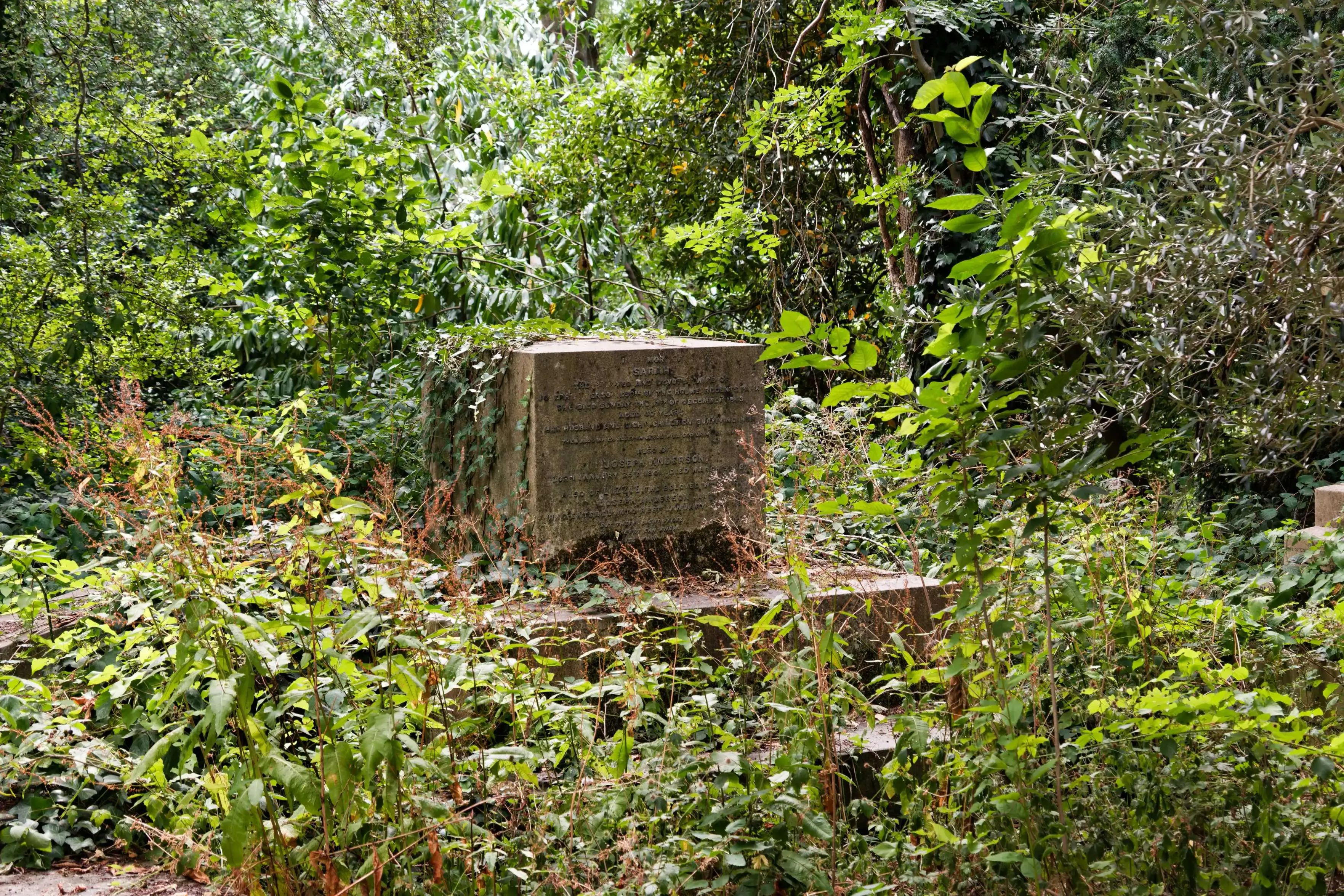 A weathered rectangular stone tomb, partially overgrown with ivy and climbing vines, stands deep within a lush, overgrown cemetery surrounded by dense green trees and wild foliage.