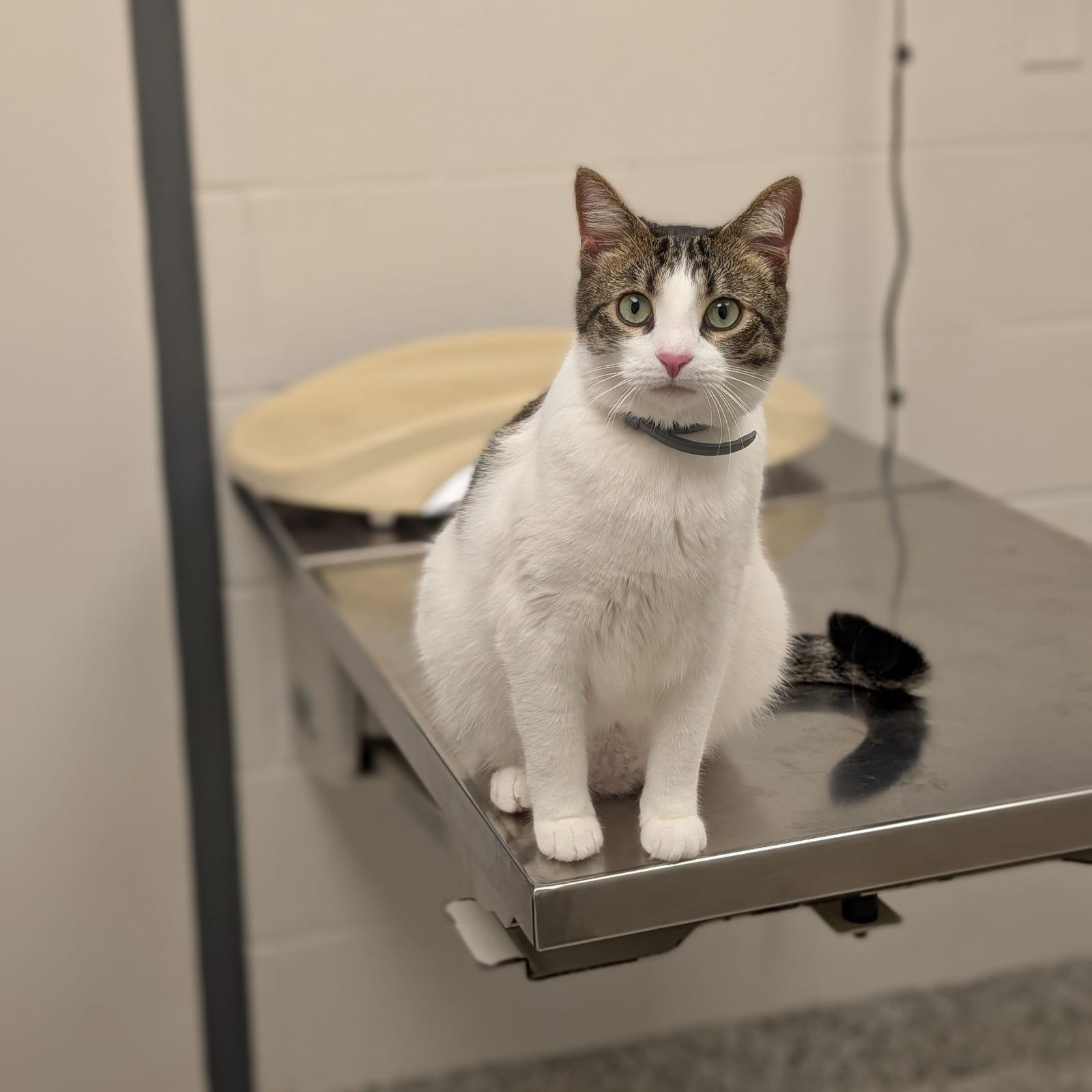 A tabby and white cat wearing a dark collar sits on a metal examination table in a veterinary clinic, looking directly at the camera with alert green eyes. The background shows white walls, a hanging toy, and cat bedding.