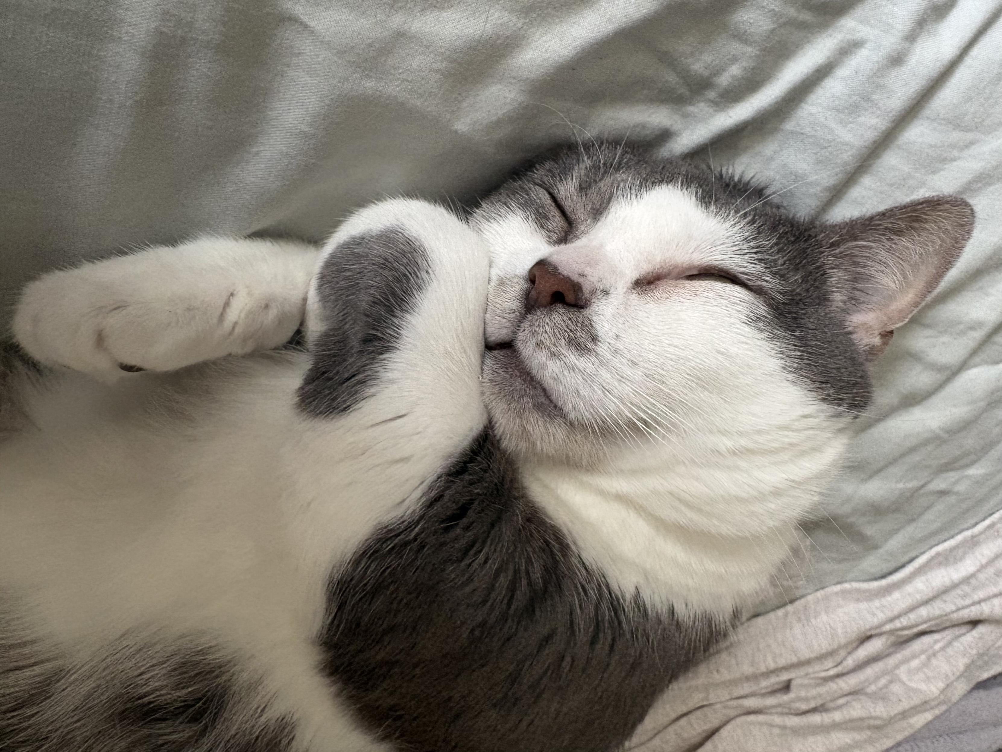 Close up of a small grey and white cat, sleeping on her back with her paws tucked up by her face