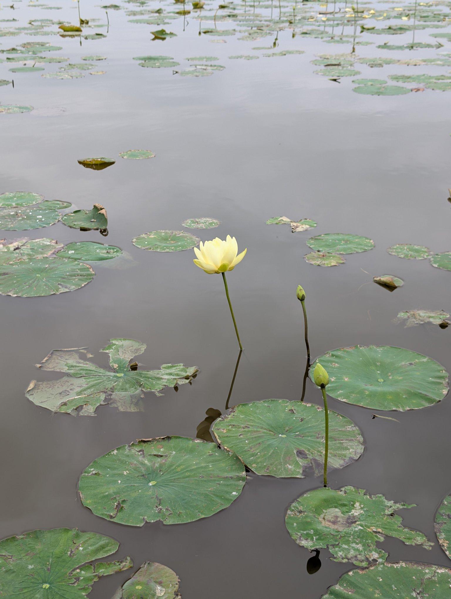 A yellow flower sticking out of still lake water surrounded by a few lilly pads and two flower buds to the right. Wide shot.
