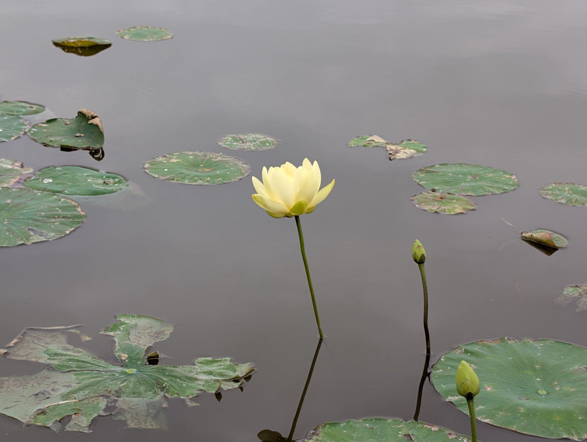 A yellow flower sticking out of still lake water surrounded by a few lilly pads and two flower buds to the right. Narrower shot.