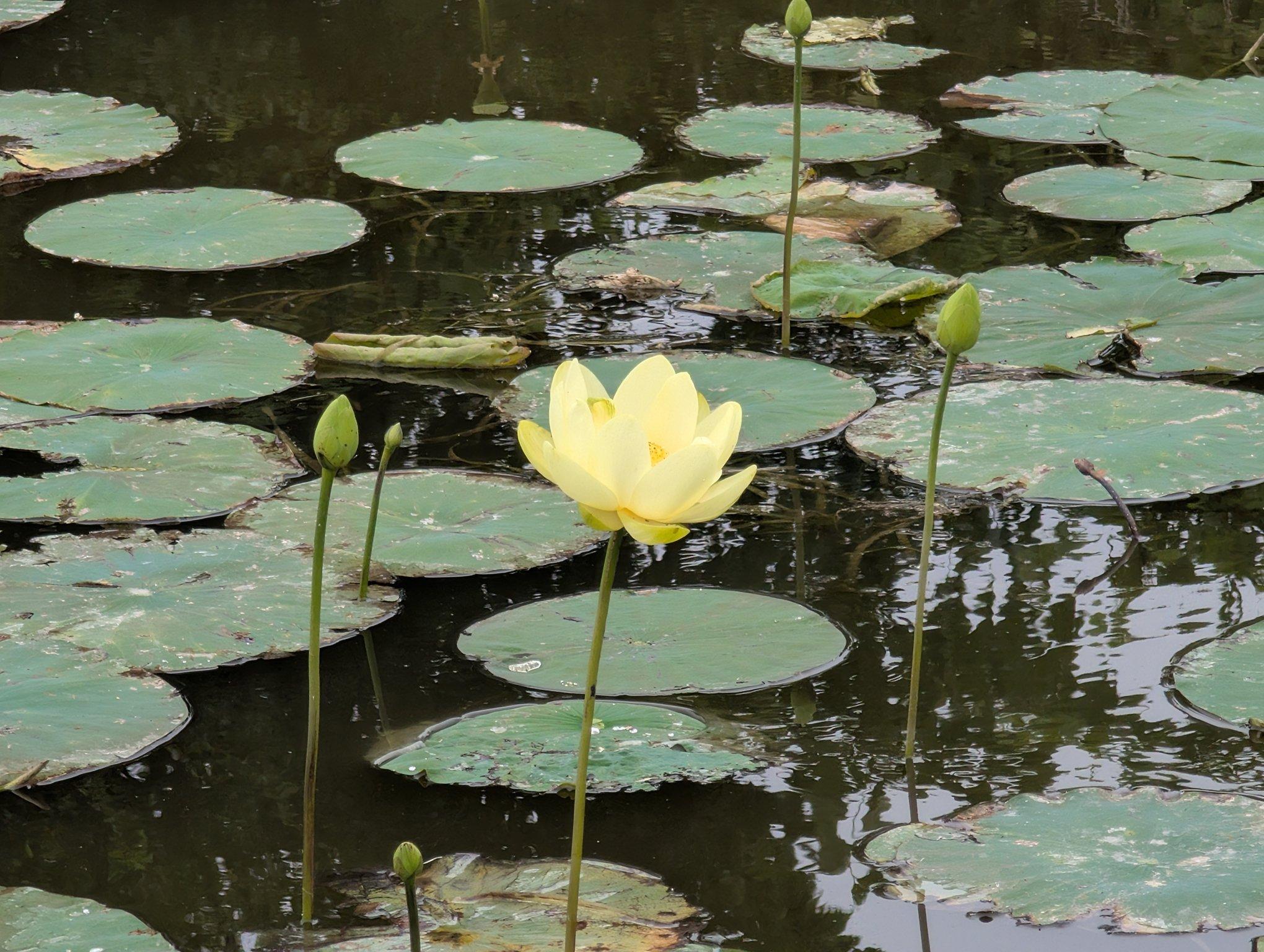 A yellow flower surrounded by many lilly pads and a few flower buds.
