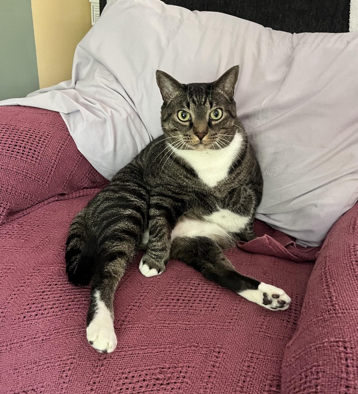 Cat sitting somewhat upright in a recliner chair.