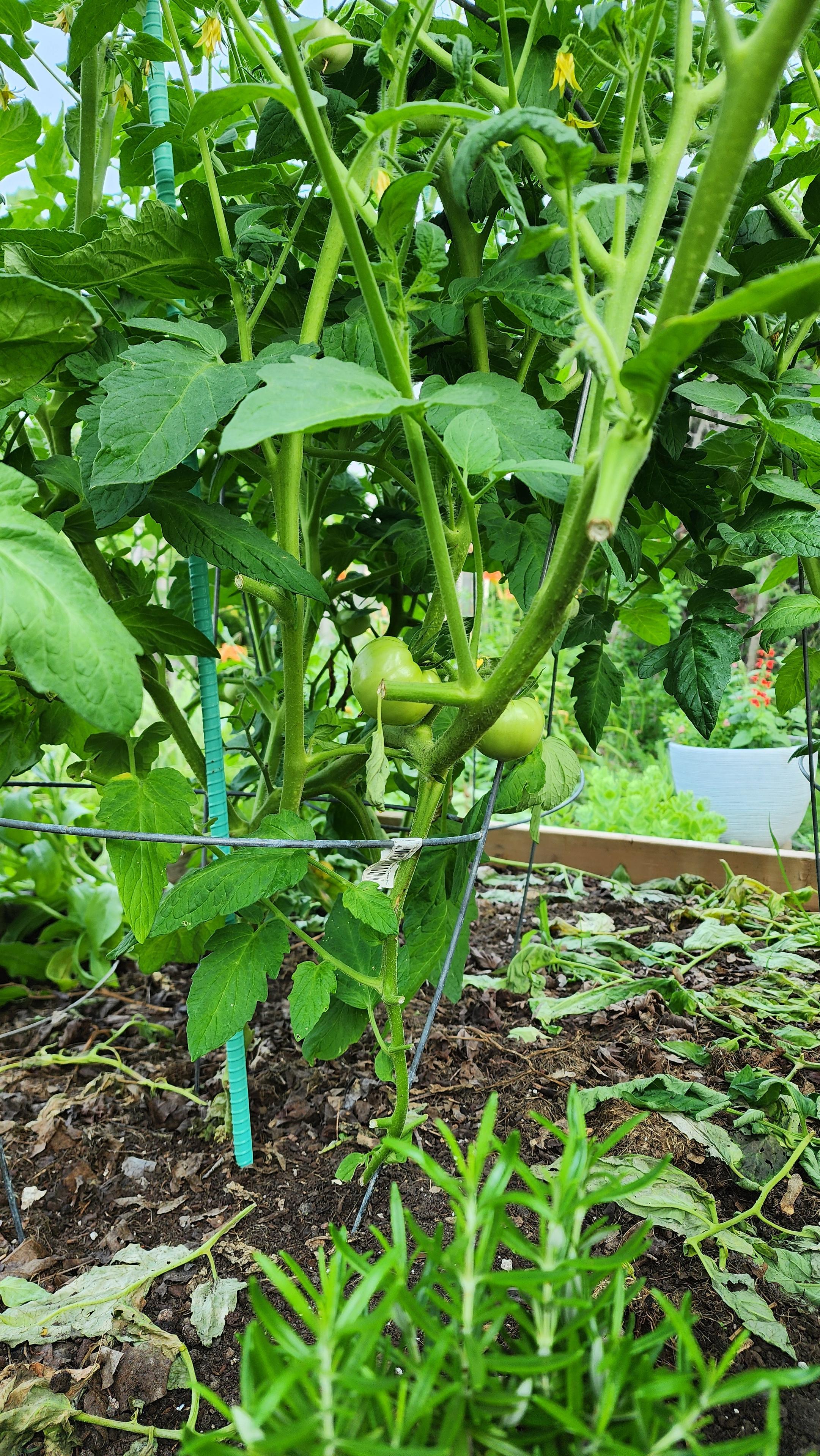 tomato plant with couple of green tomatos on the plant. plant is tied to a stake of green coated rebar stuck in the planter.