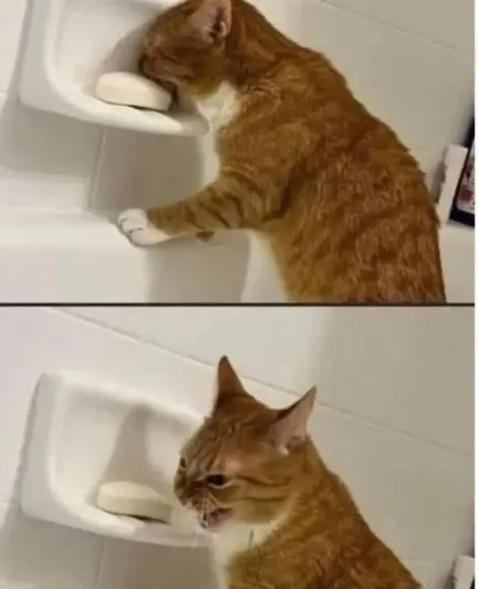 Two photos of an orange & white cat who, in their not so well thought out curiosity, decided to see what the bar of soap in the bathtub tasted like. The first photo shows them chomping the soap, while the second one shows them regretting their actions with ears back and mouth open.