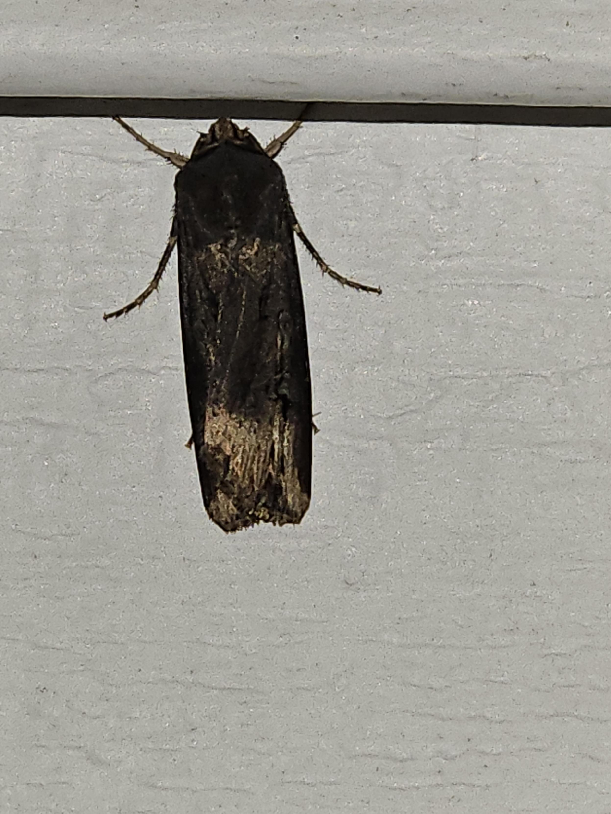 A black moth with uneven, light tan patches on its wings.  It is about one inch long.