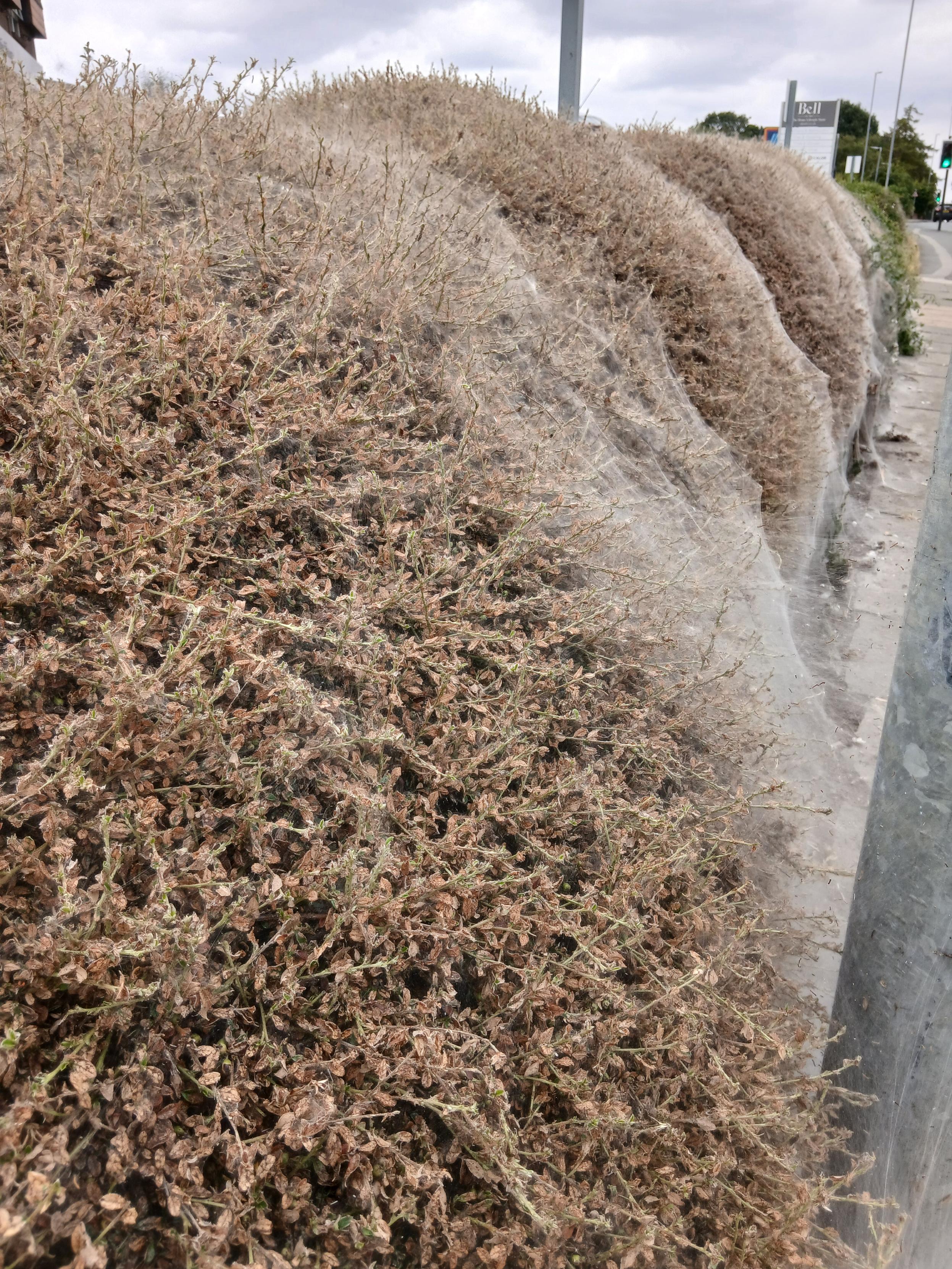 A shrub covered in what looks like cobwebs.