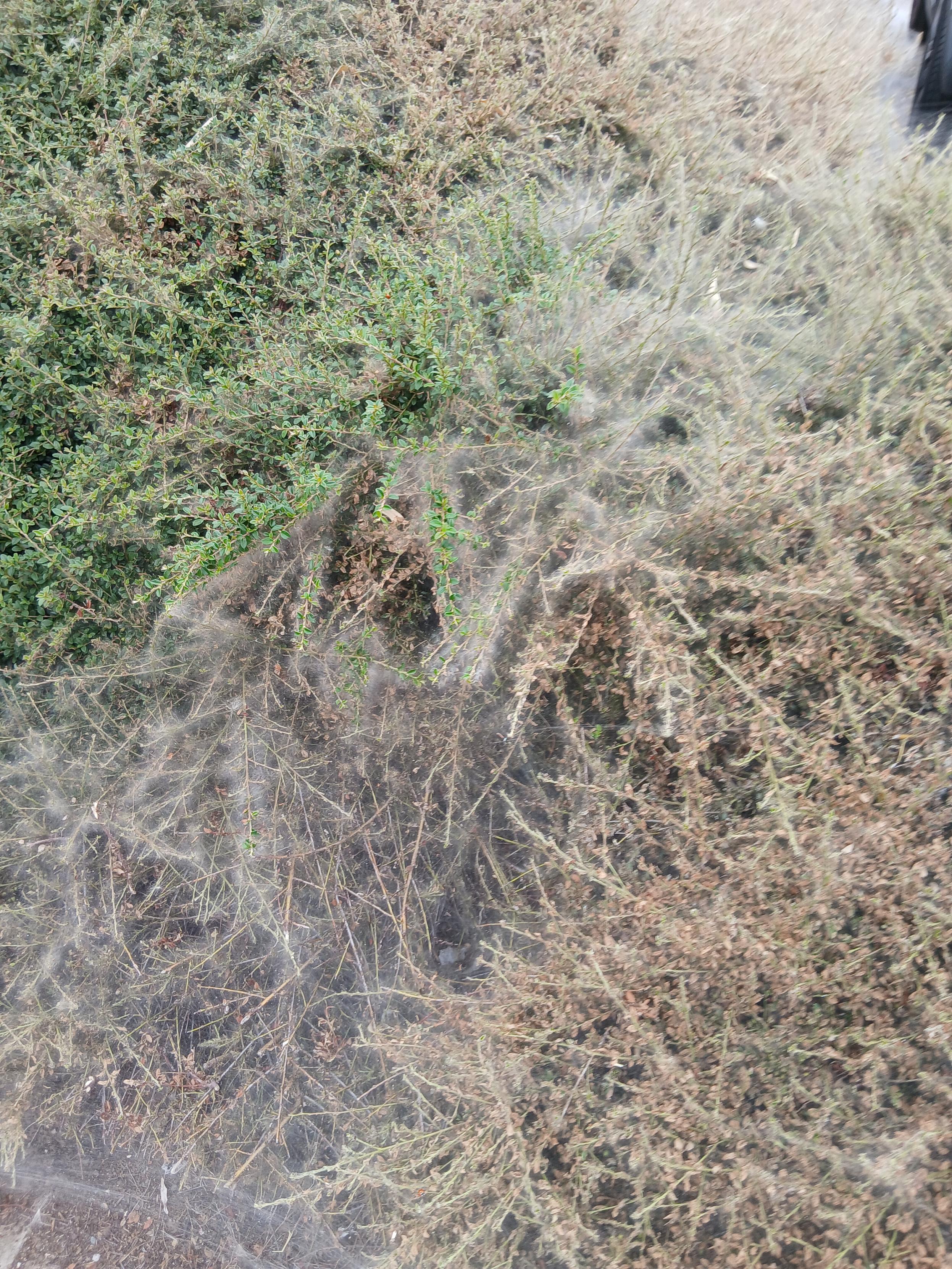 A shrub covered in what looks like cobwebs.