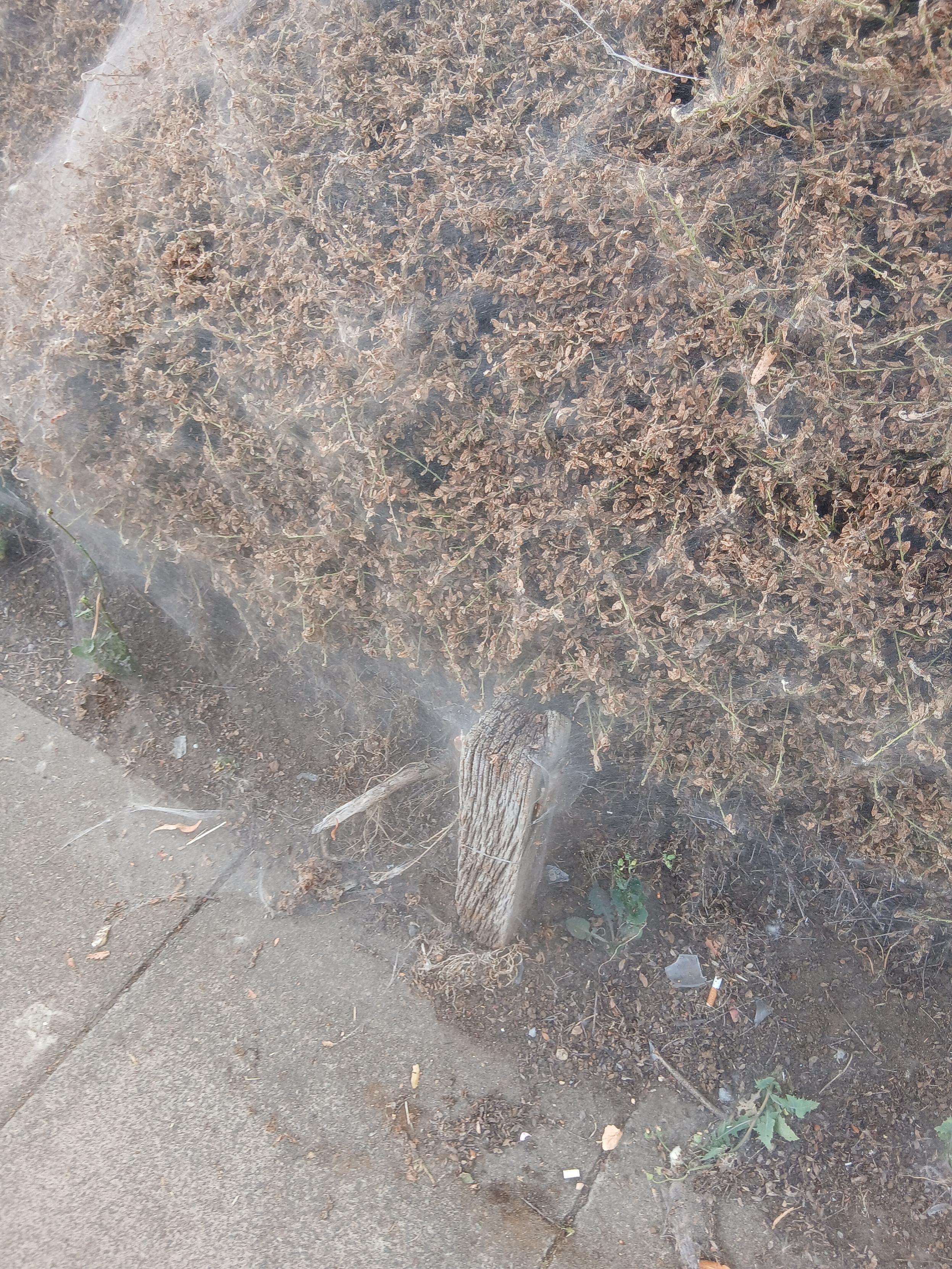 A shrub covered in what looks like cobwebs.