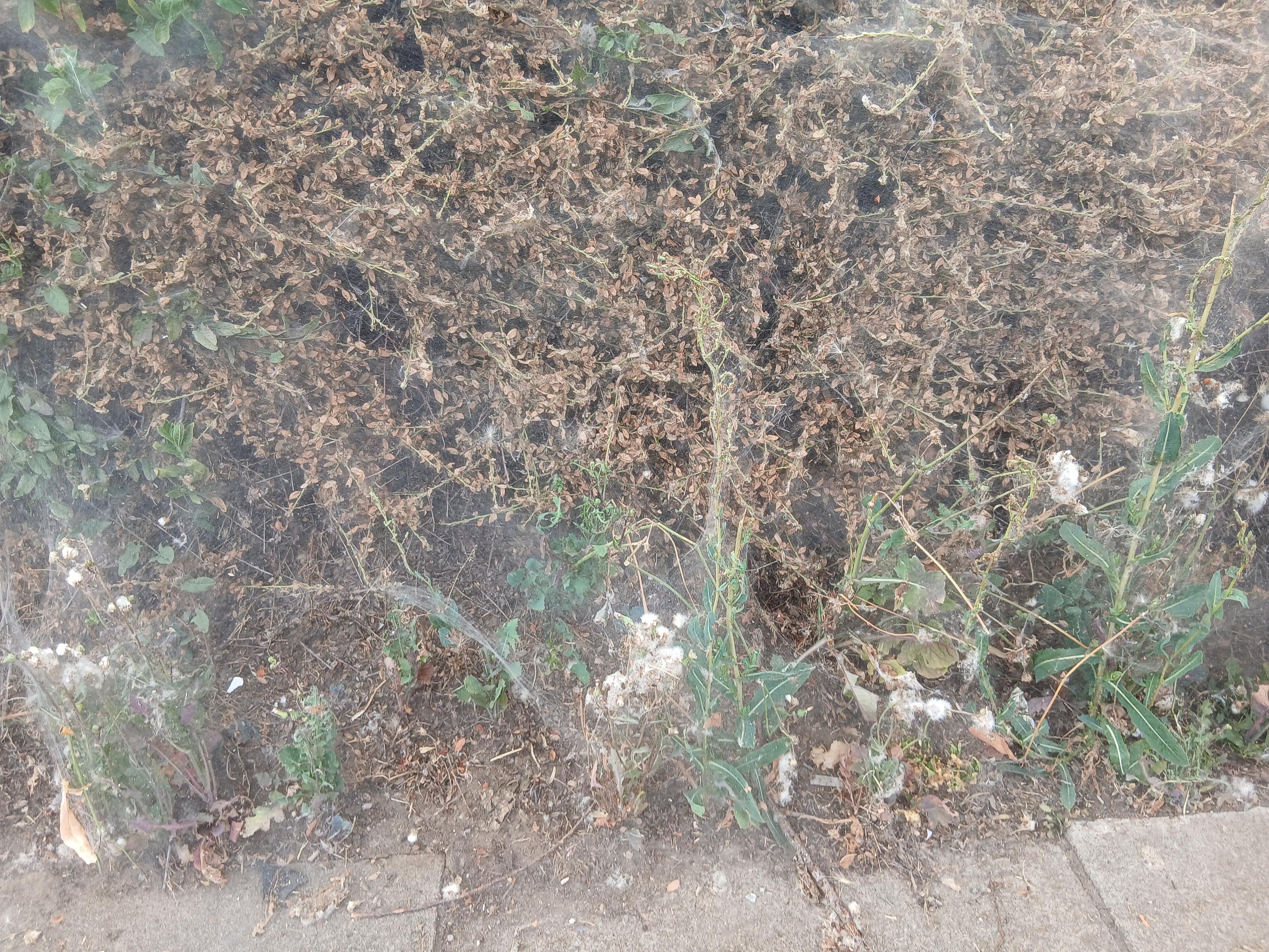 A shrub covered in what looks like cobwebs.