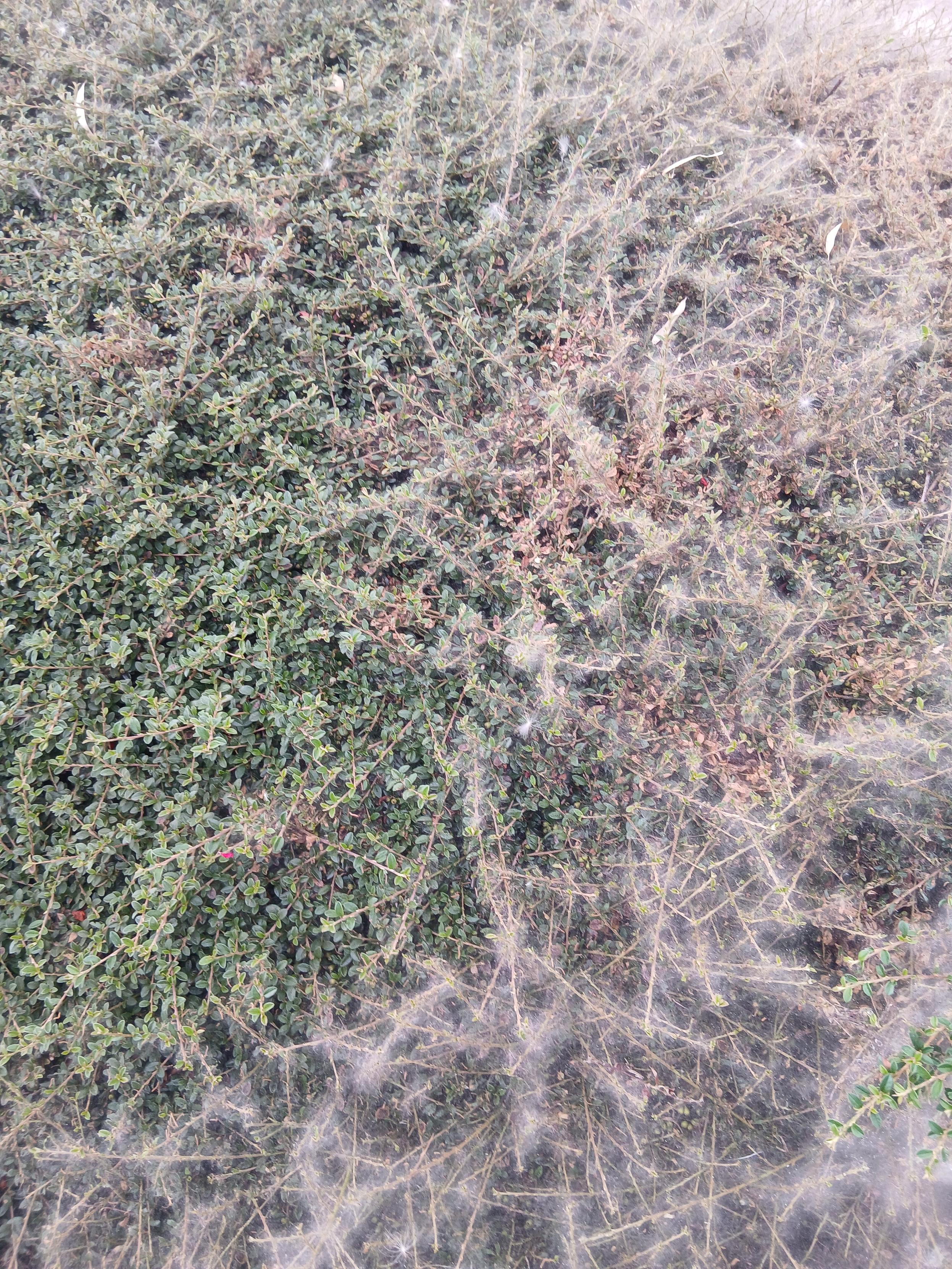 A shrub covered in what looks like cobwebs. In this image the webbing appears to cover the browner leaves of the plant but not the greener ones.