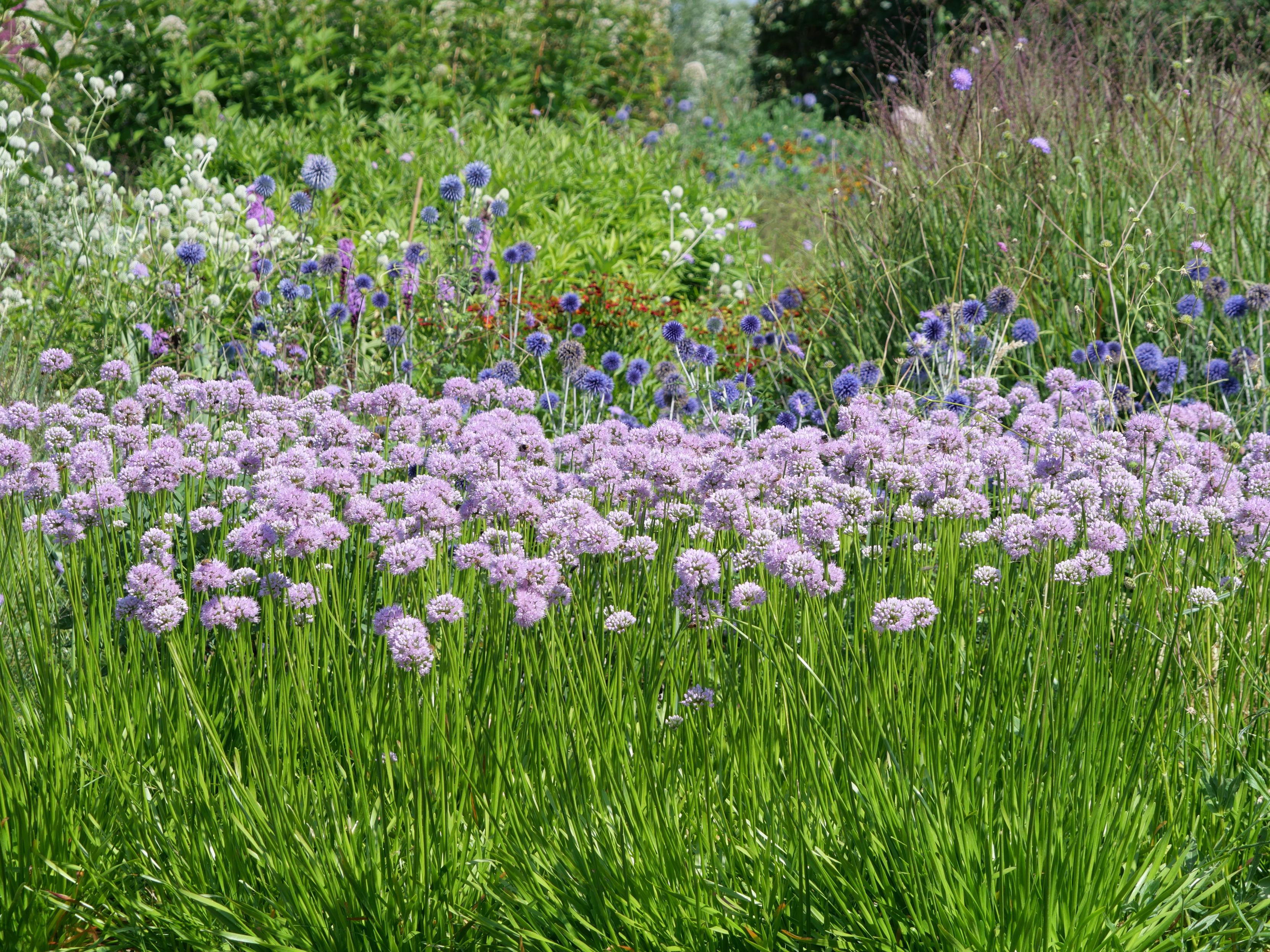 A field with purple flowers in the foreground